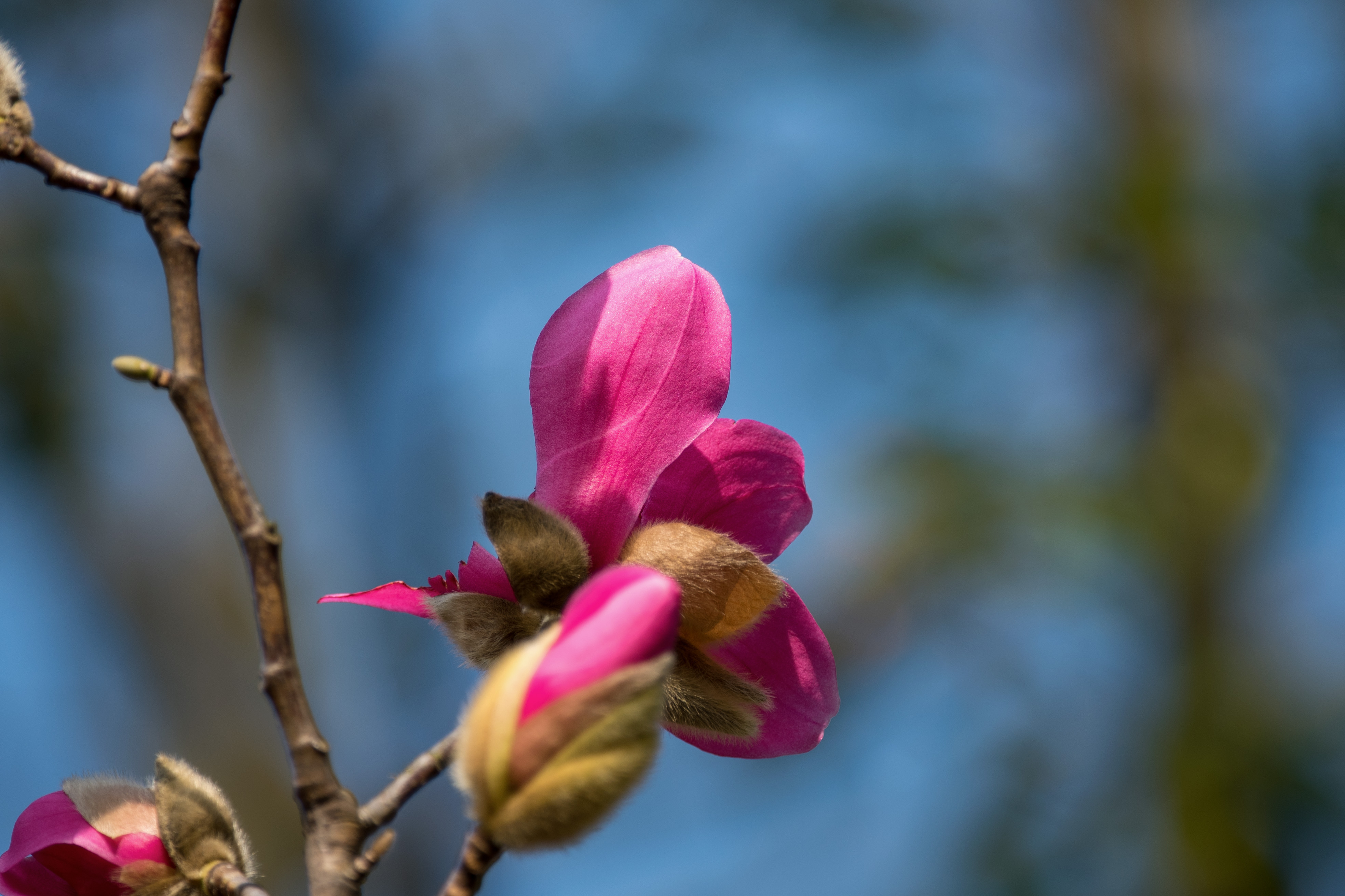 首发娇红1号玉兰