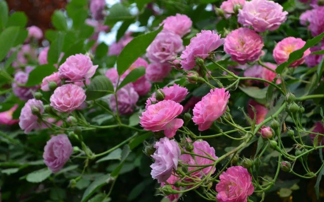 蔷薇花开,香袭了初见作者:琉璃疏影朗诵:飞儿