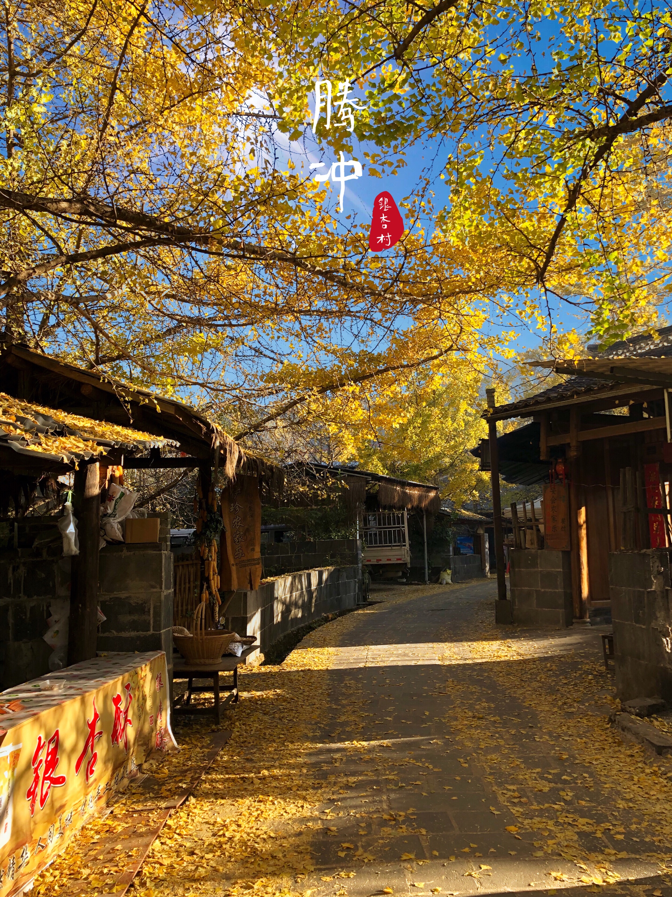 金色童话腾冲银杏村