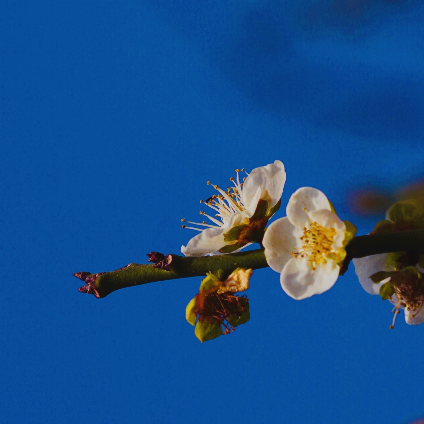 【原创首发】蓝天下盛开的梅花