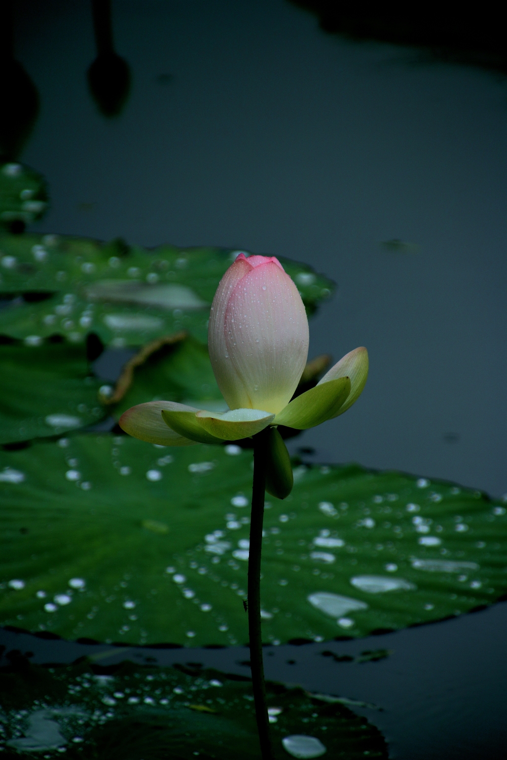 《雨中赏荷》雨打荷叶珠不定荷花篇