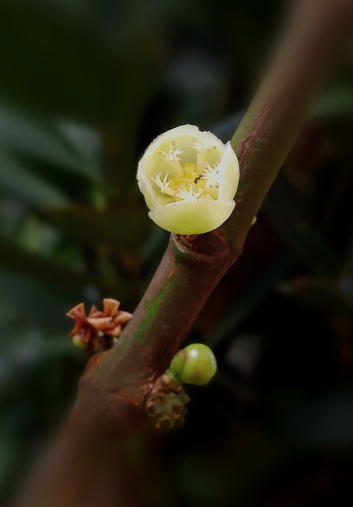 52鹦7828鹉螺78【爱花家园】:守护家园的福树 - vv