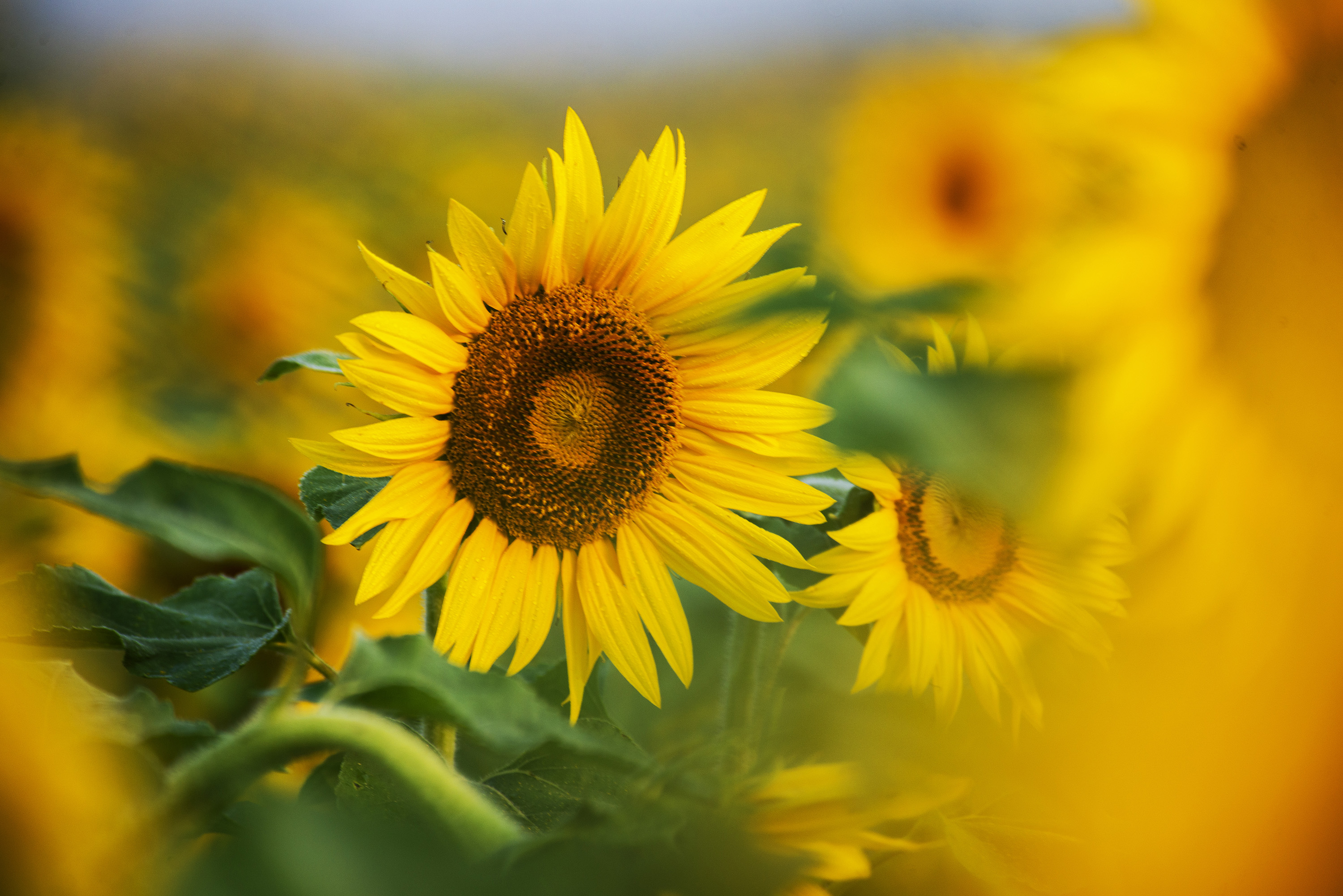 更无聊絮因风起唯有葵花向日倾