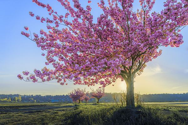 康桥朗诵:一棵开花的树