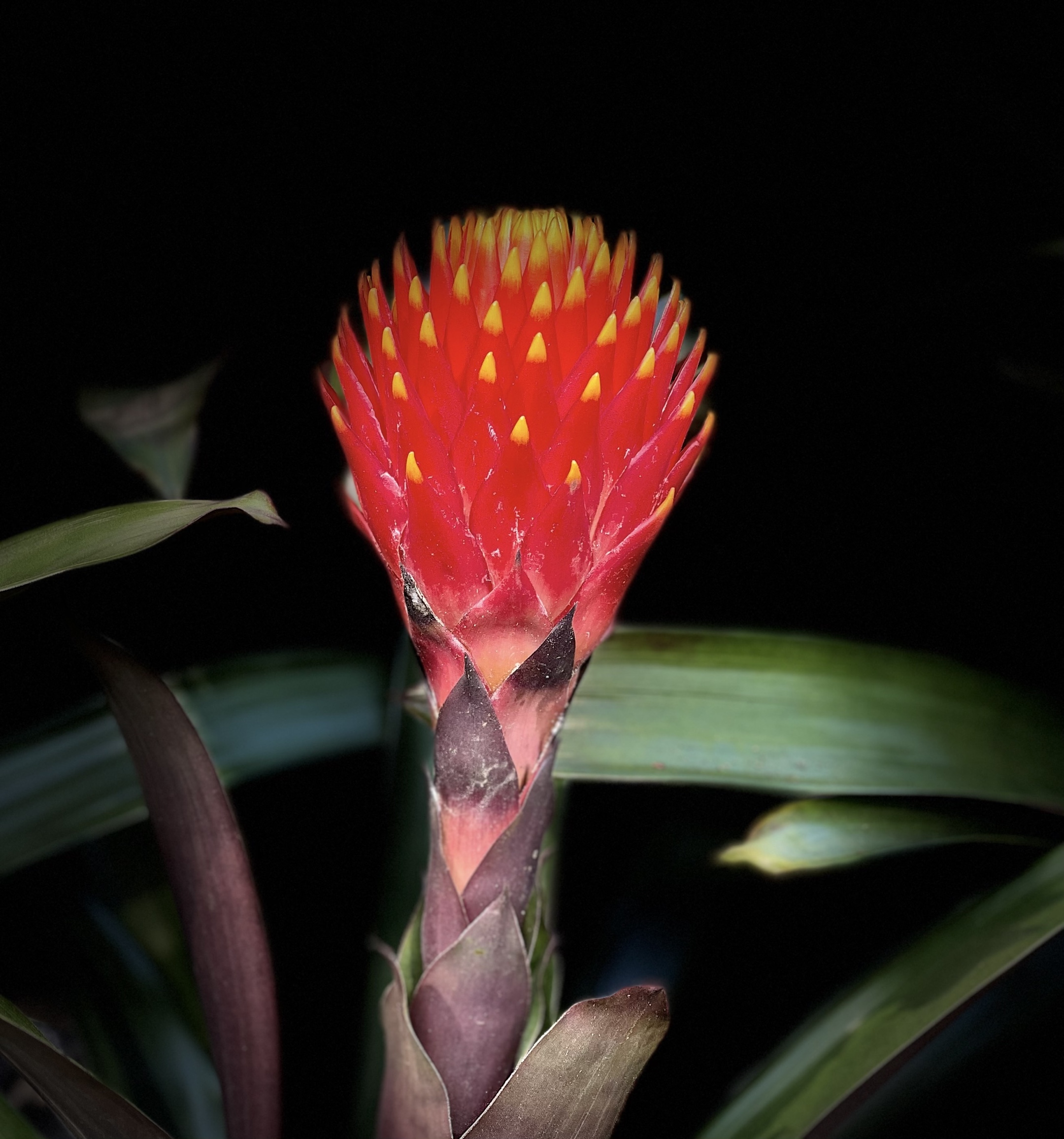 原创首发大米头果子蔓