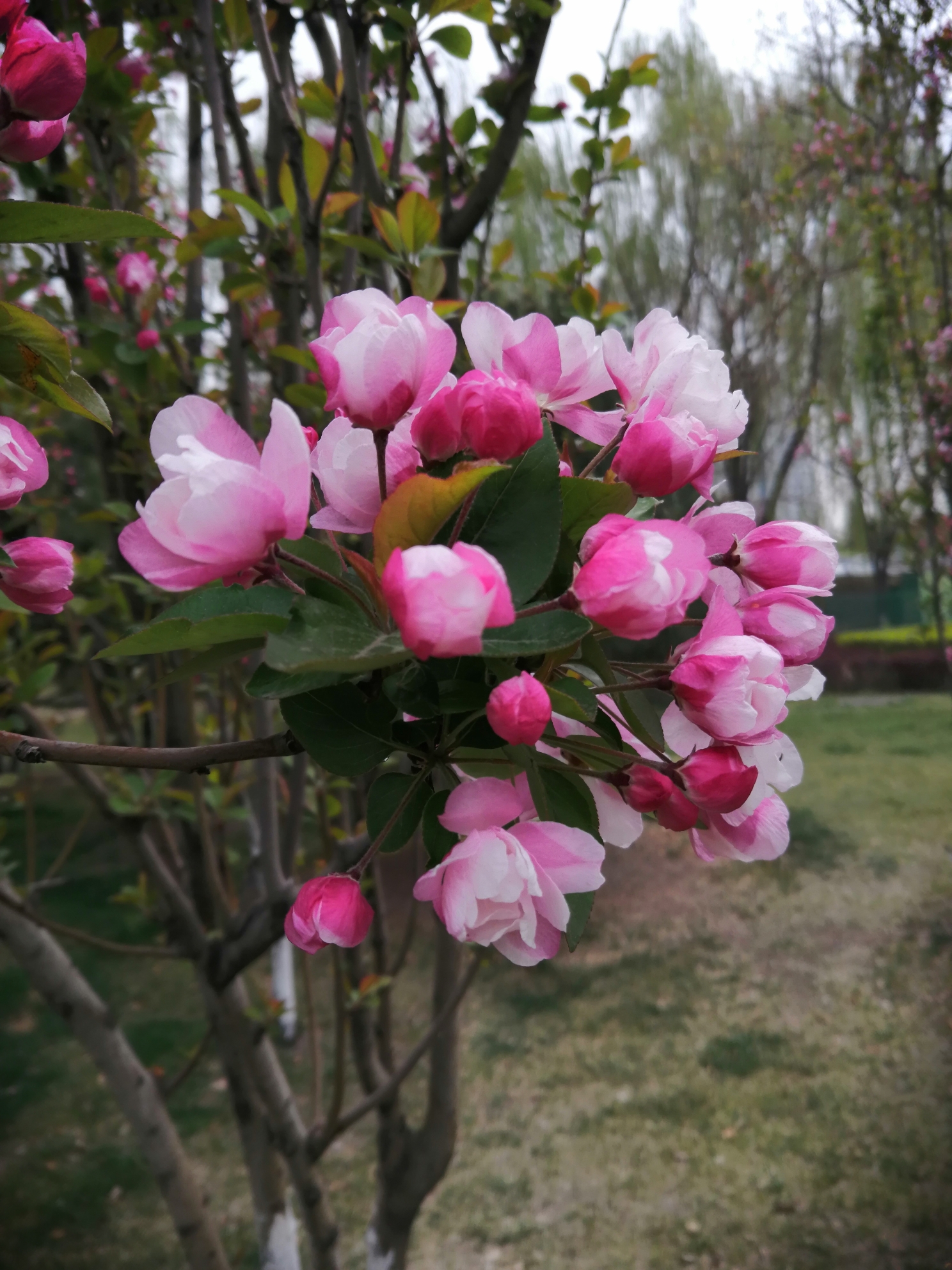 西府海棠花正艳