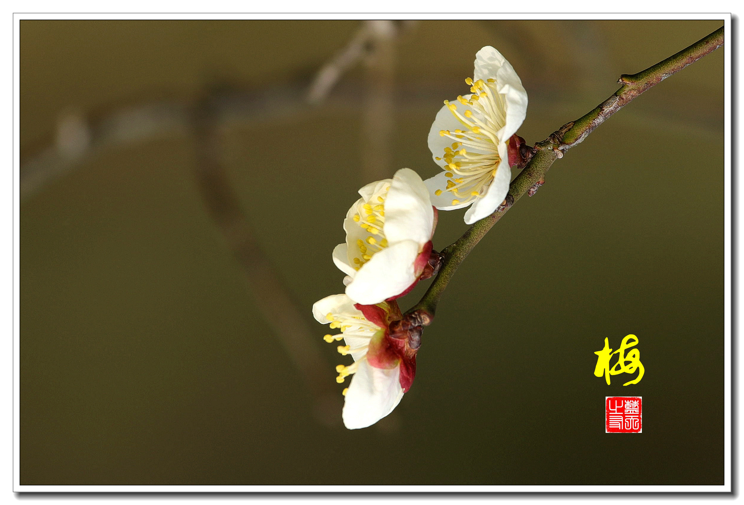 首发一枝独秀梅花