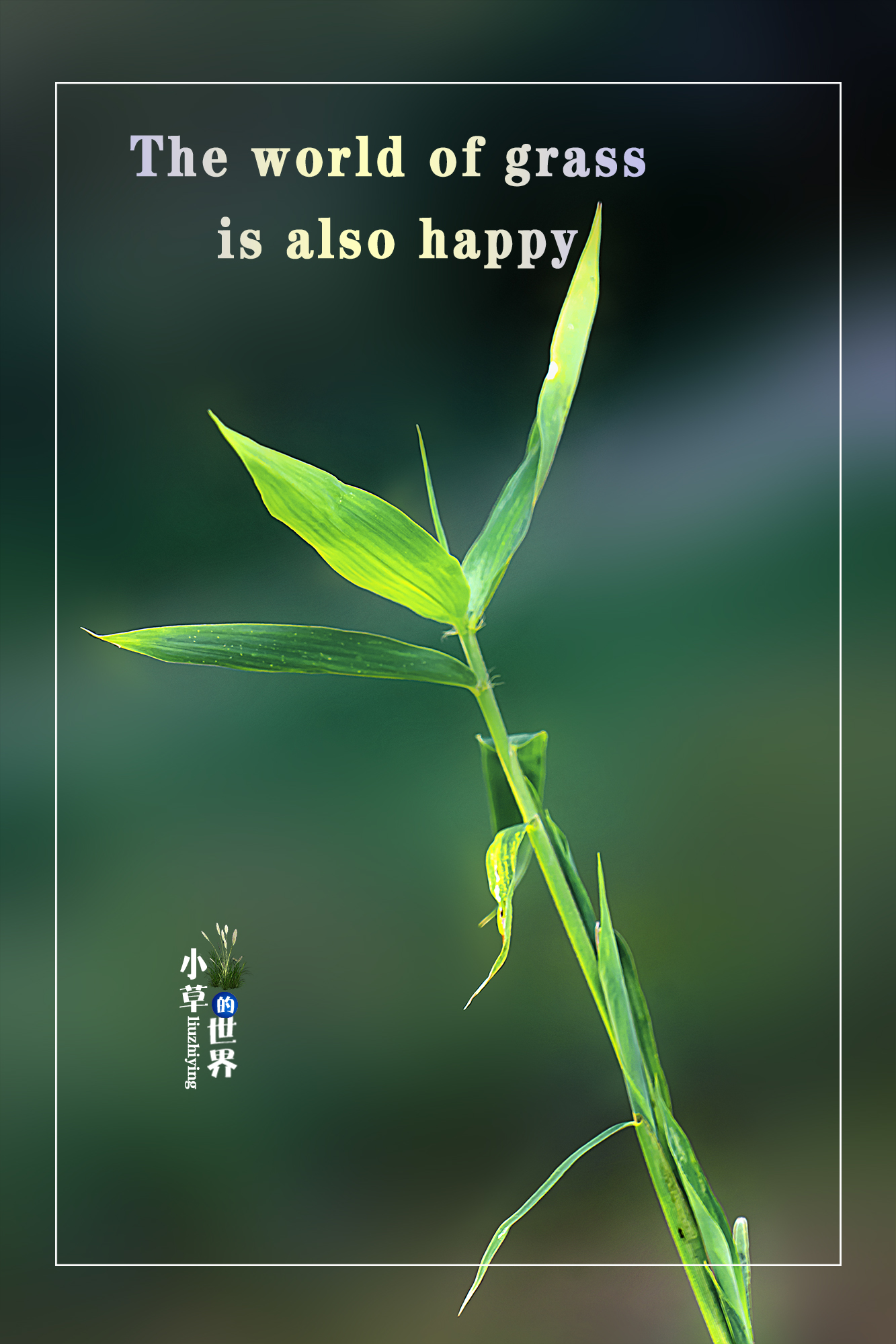 我是一棵快乐的小草