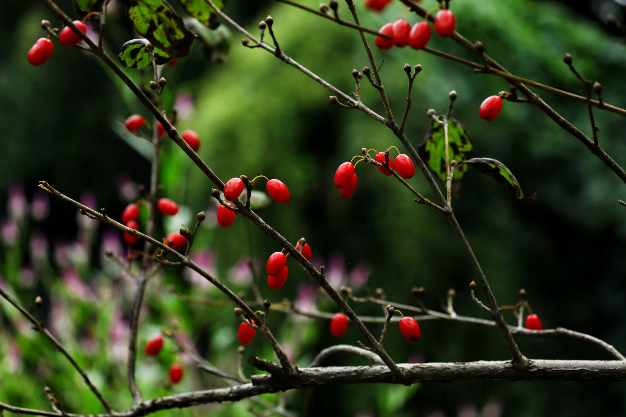 可爱小果果:山茱萸