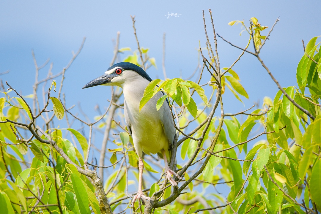 其学名nycticorax来自希腊语,意为"夜鸦",原因是这些鸟一般夜间活动