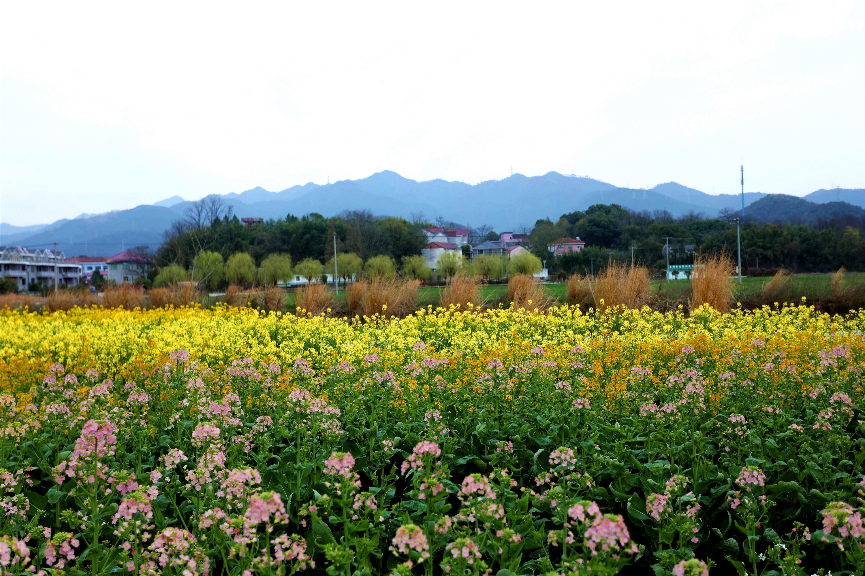 兰溪市岩头村多彩油菜花开成为摄影爱好者打卡地.