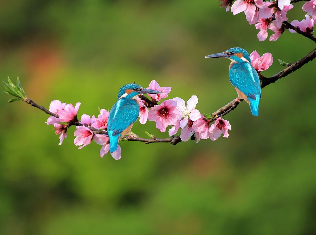 花鸟枝头抱香浓愿携明媚春共享