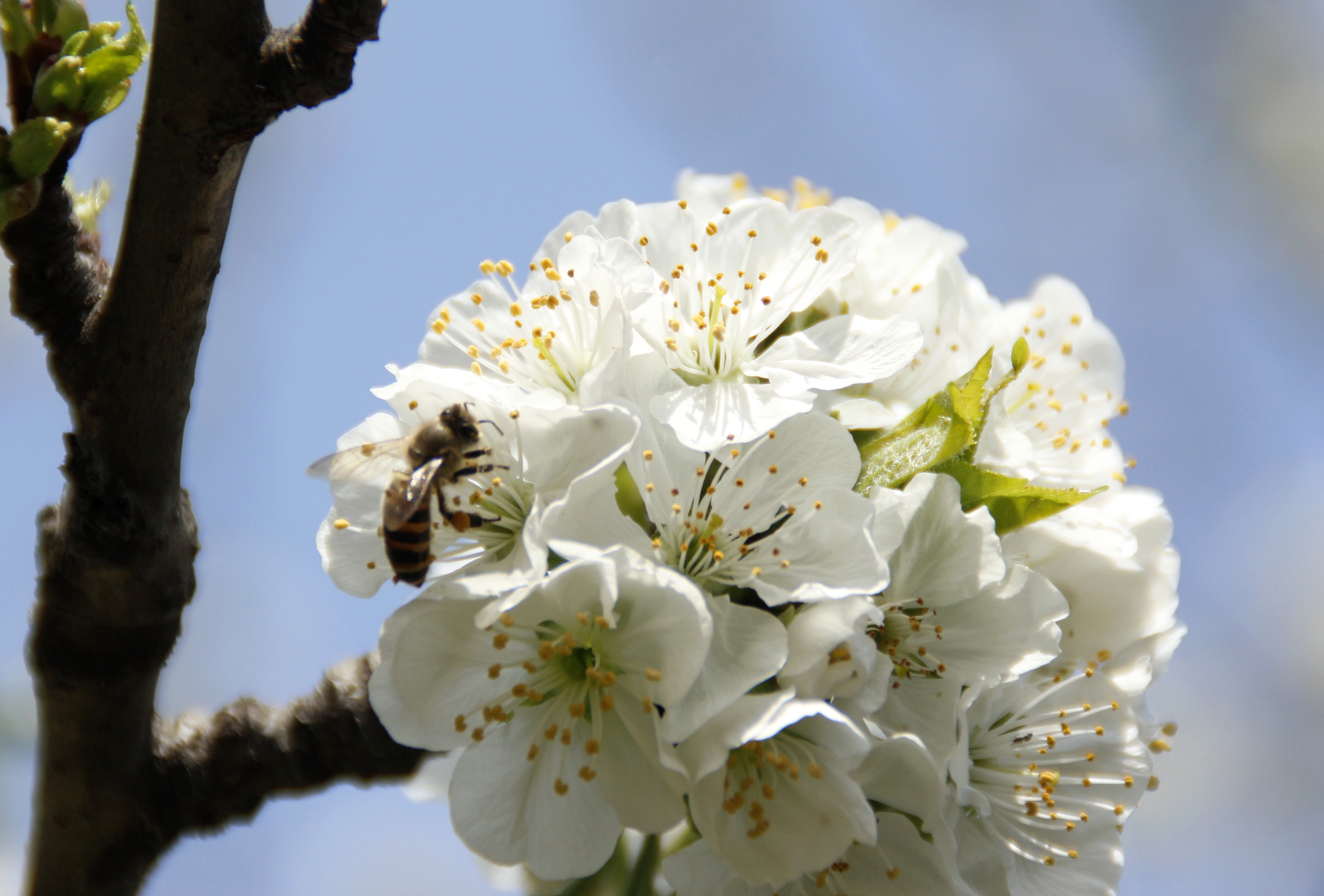 首发李花怒放一树白