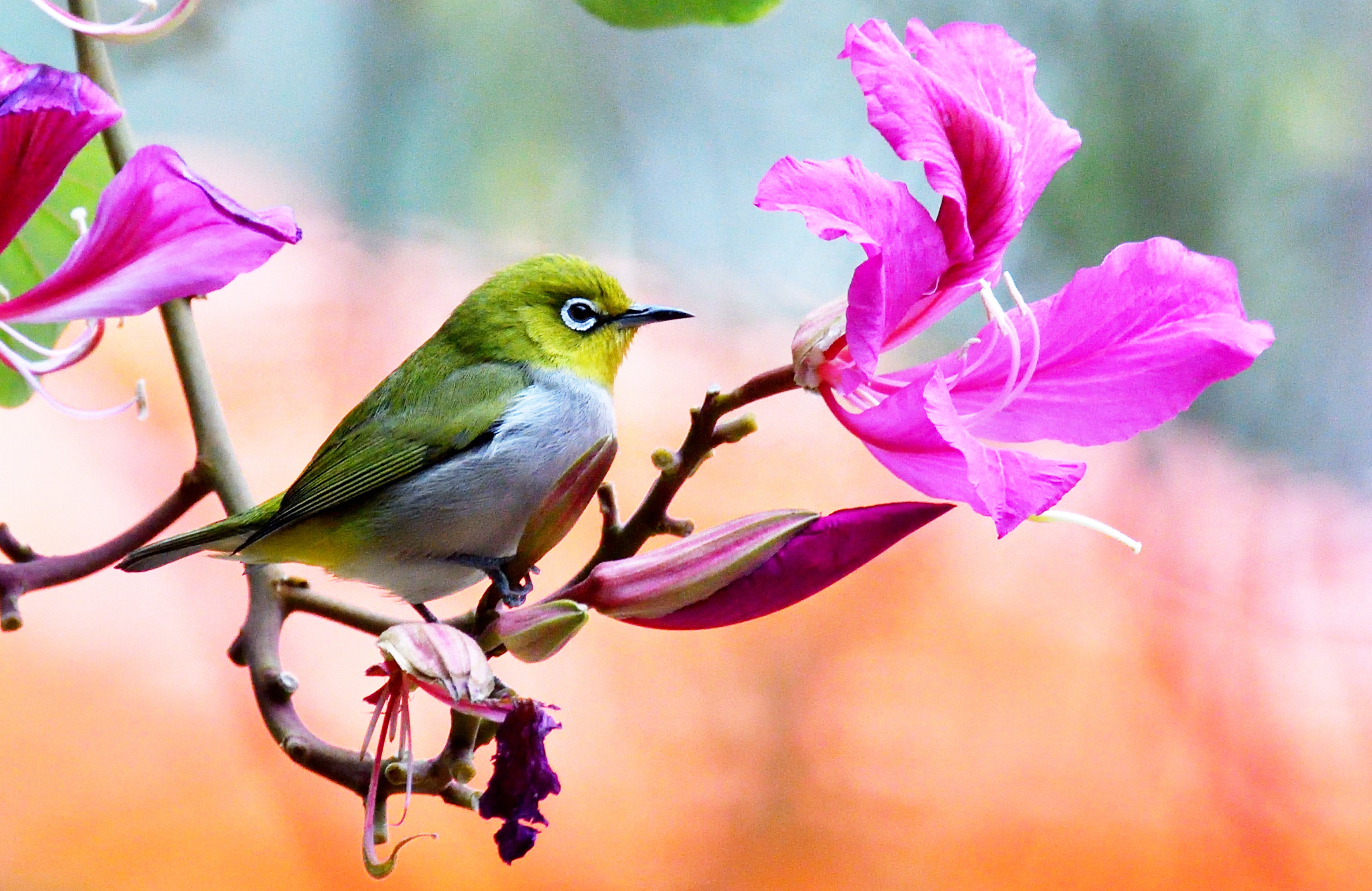 首发绣眼鸟爱上红花羊蹄甲