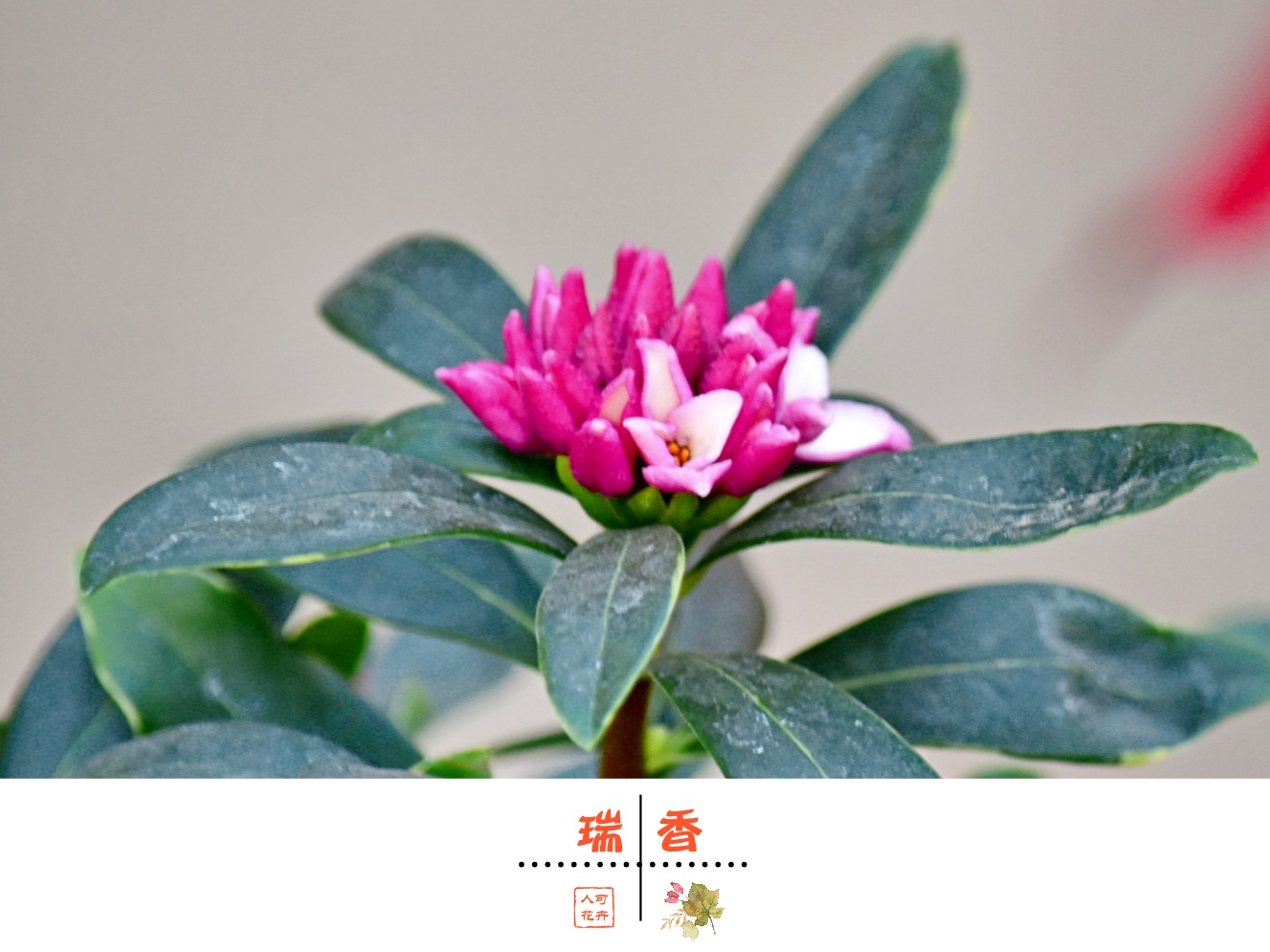 【首发】瑞香献瑞迎新春