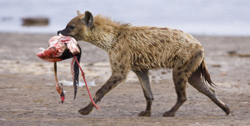 非洲鬣狗与亚洲貔貅作者:昆仑长风