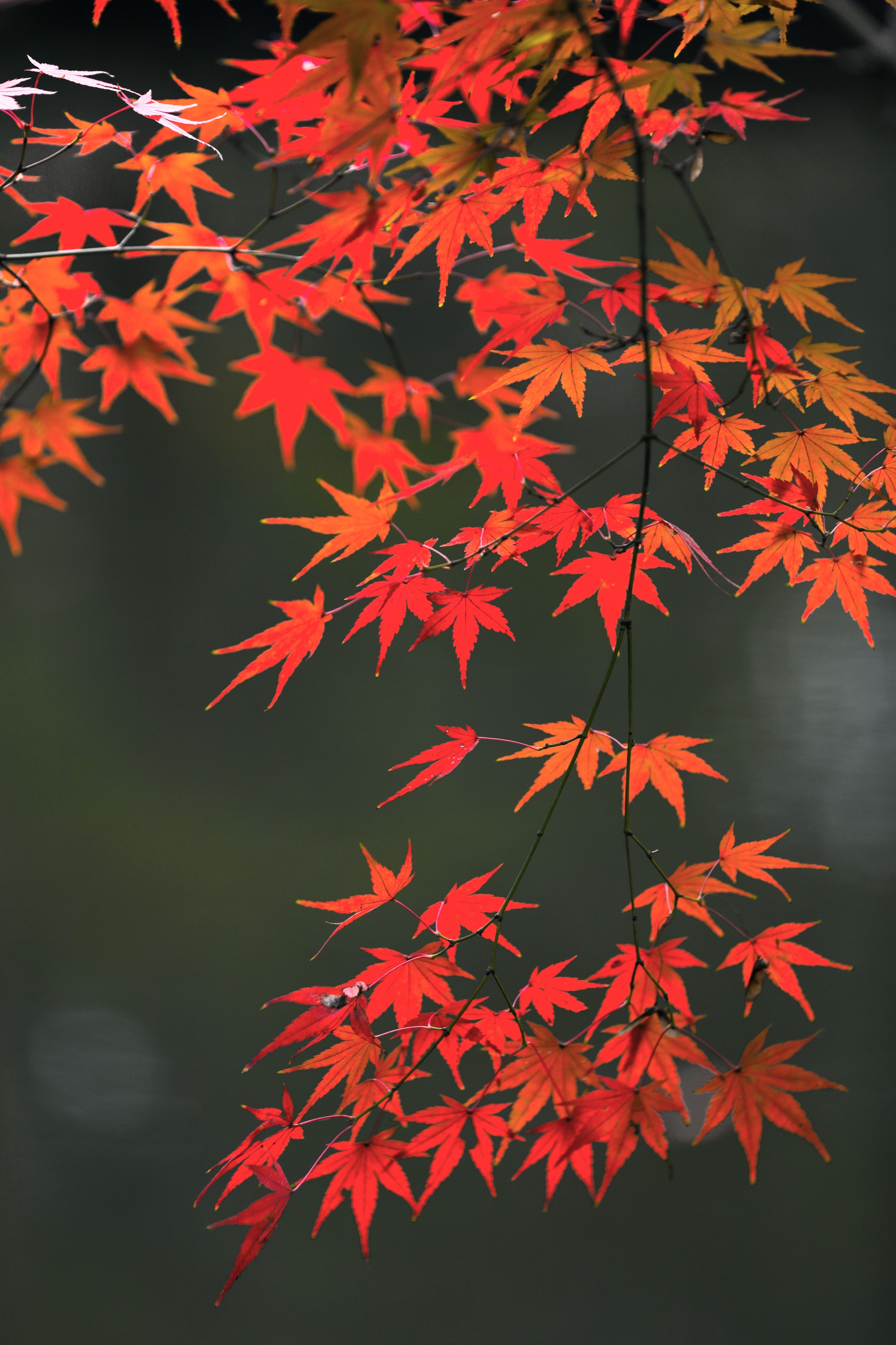 枫叶醉红初冬里摄影首发