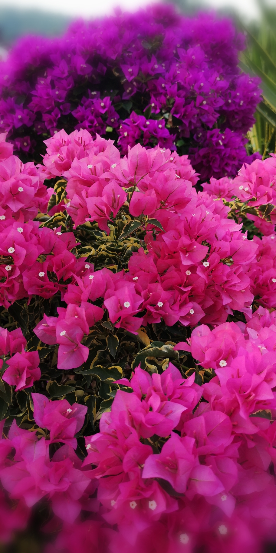 五彩斑斓勒杜鹃