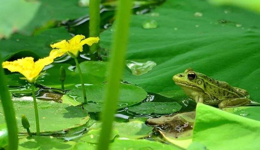 蛙鸣