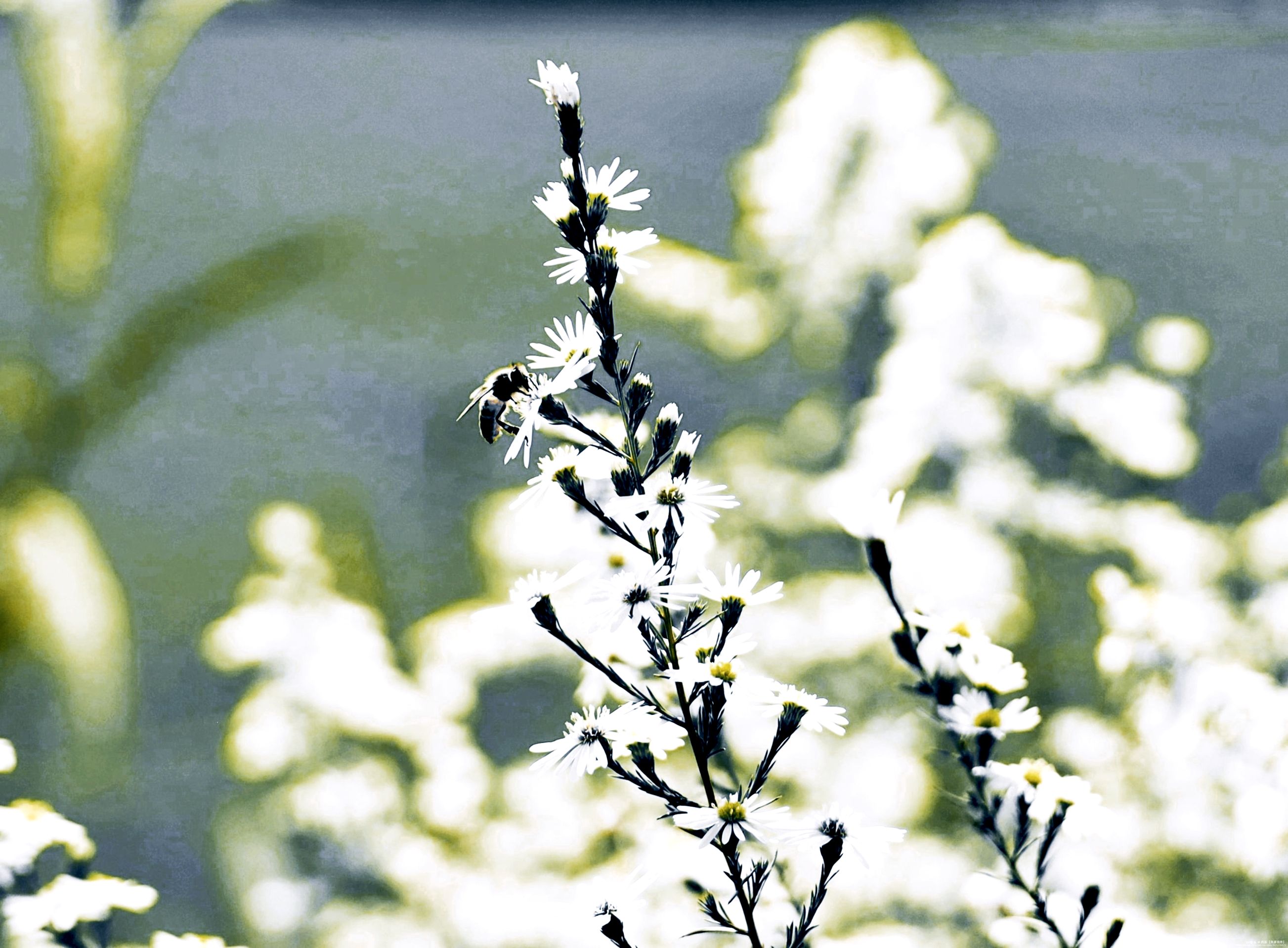 首发清新淡雅的柳叶白菀花