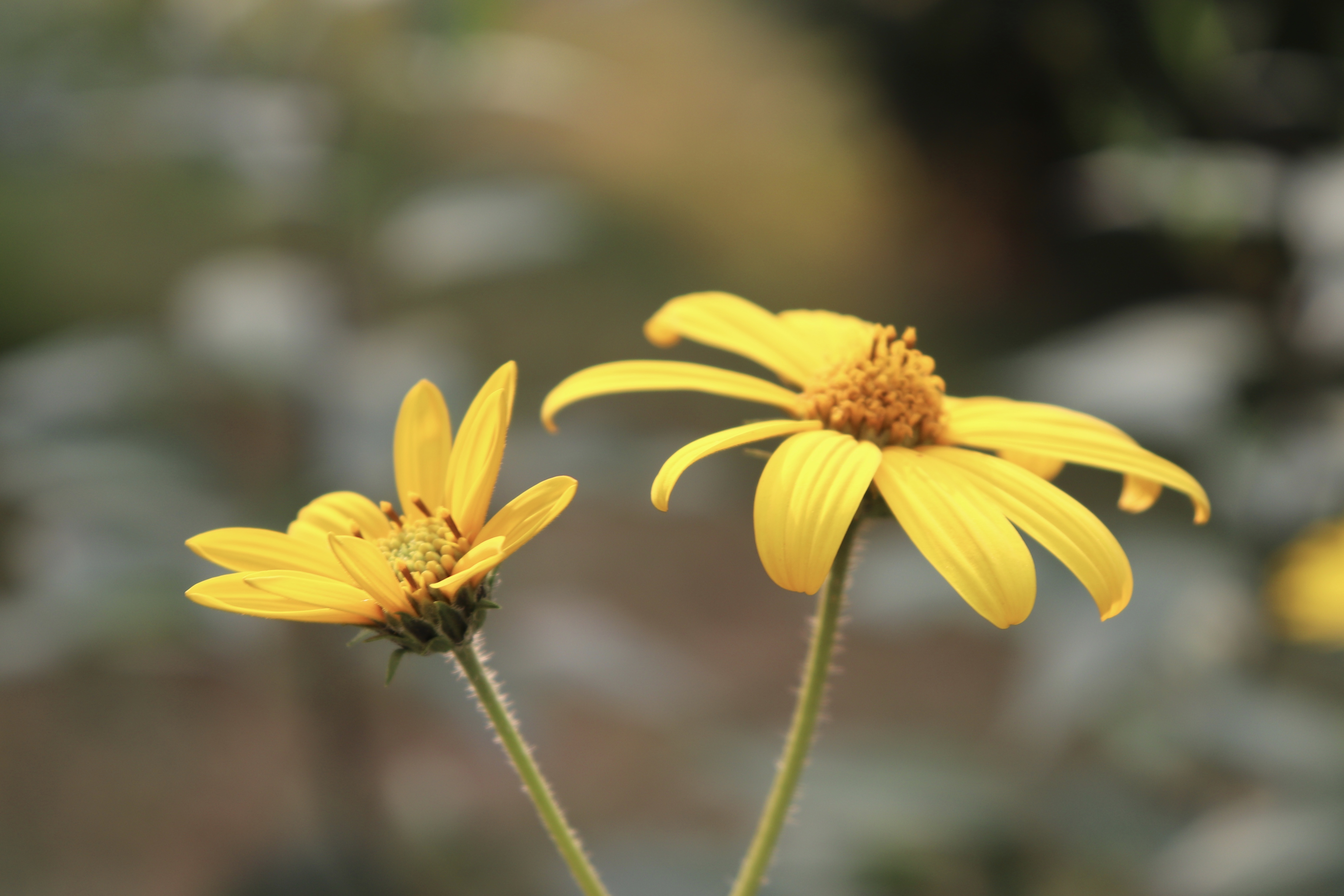 静萍【美摄视界】:秋高气爽 花开正艳 - vv