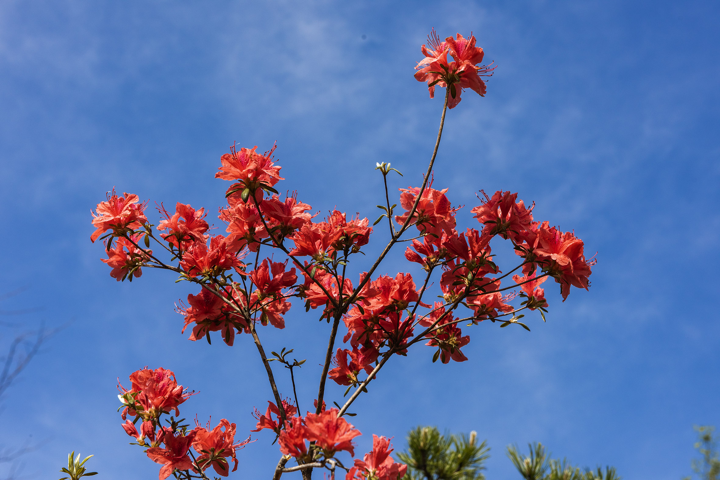 杜鹃花开春满园,人间最美四月天