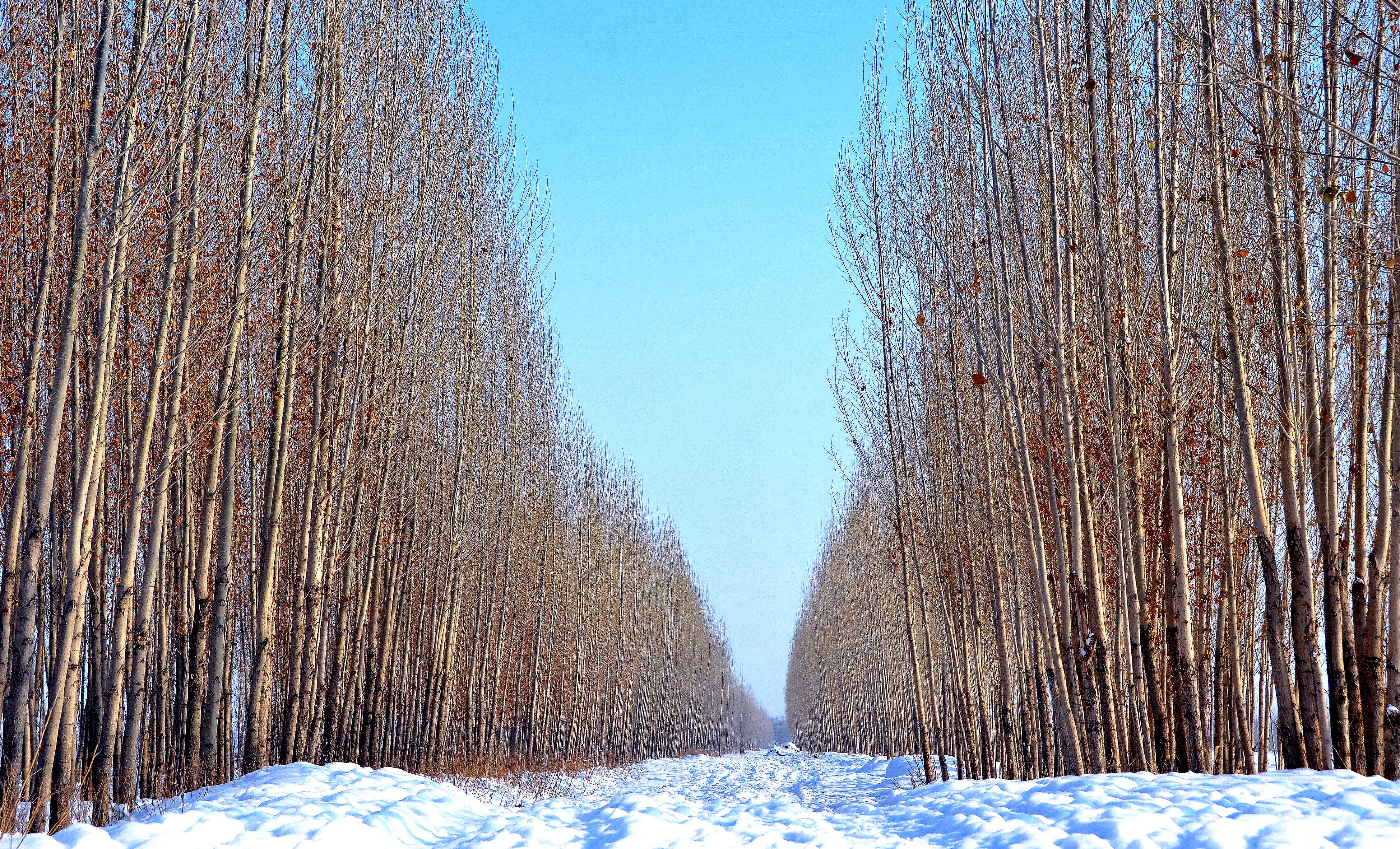 我爱你塞北的雪新疆石河子雪景欣赏