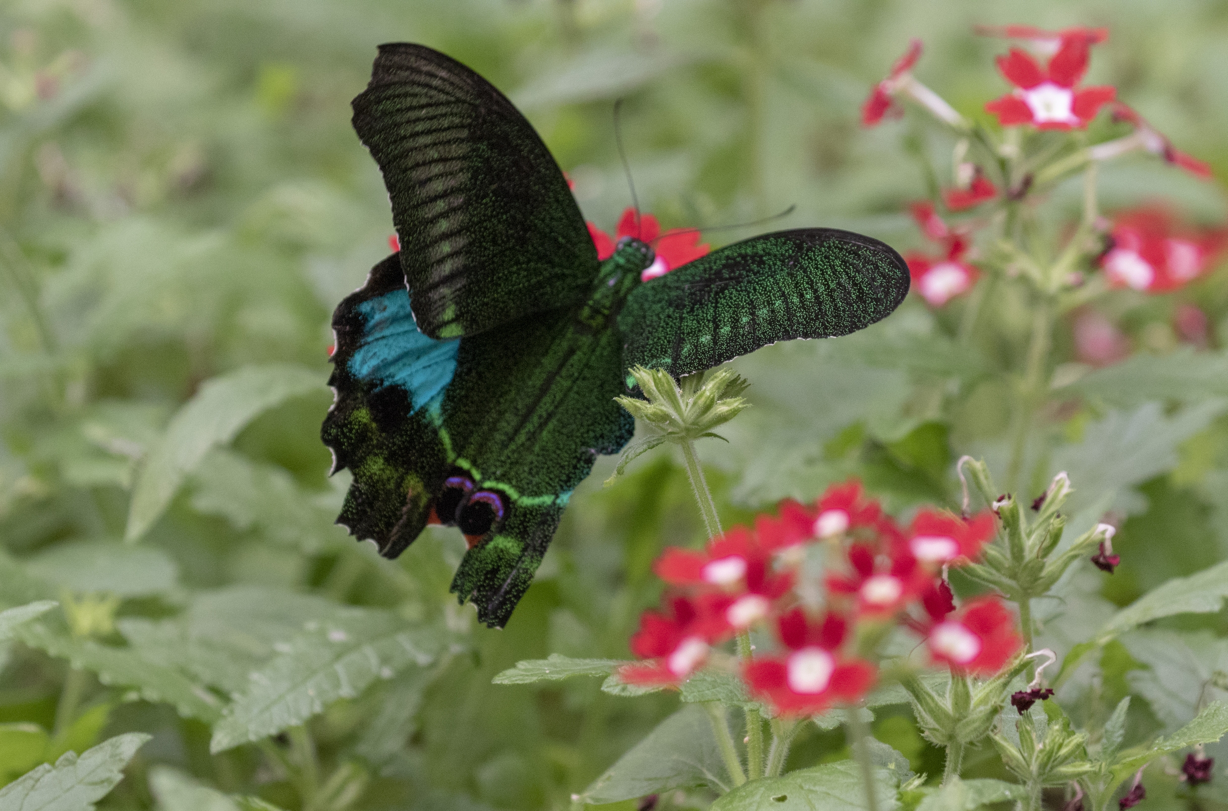 台湾碧凤蝶vv首发