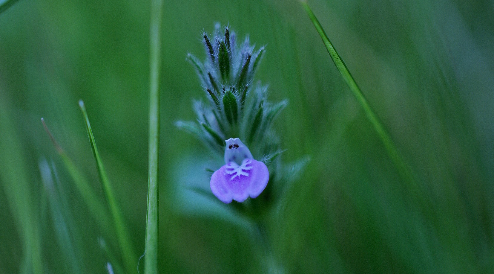 开花的鸡毛掸子爵床