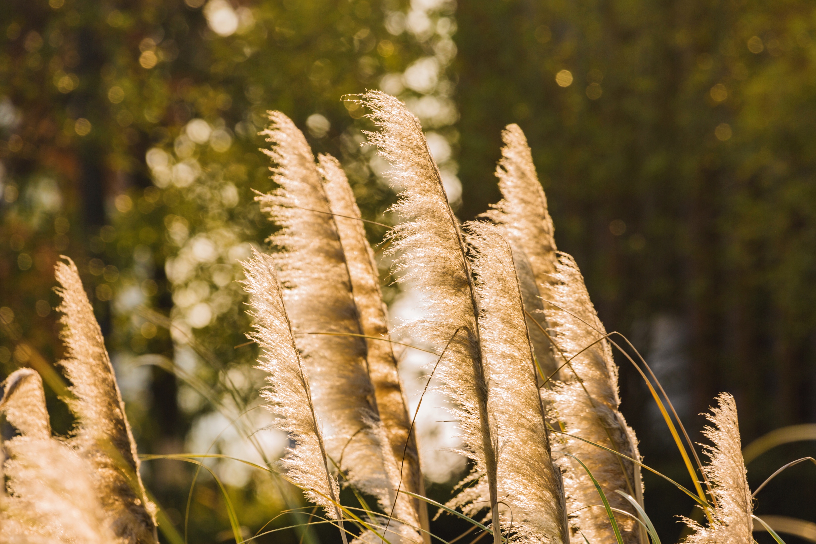 芦花飞舞漫天霜首发