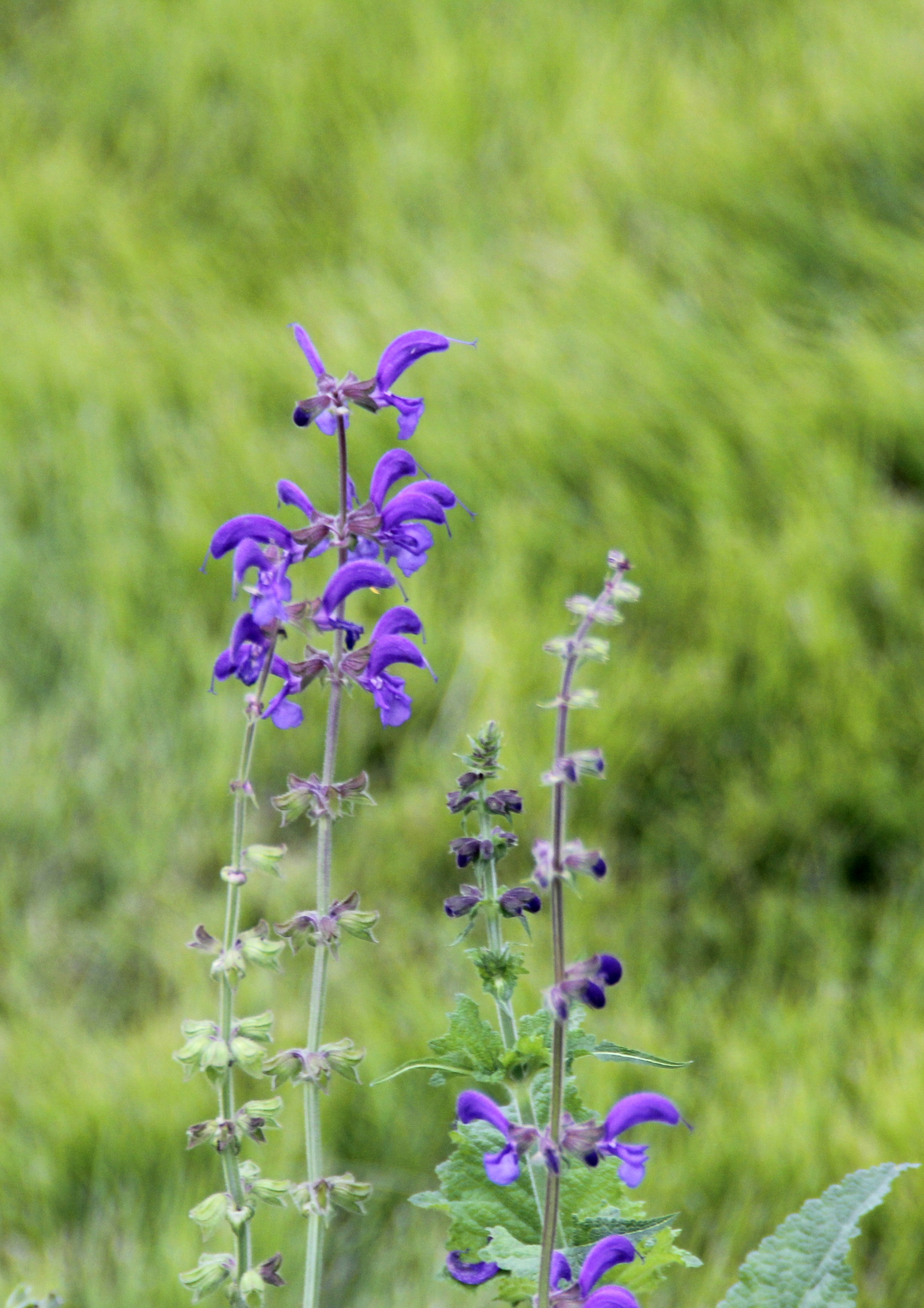 首发林荫鼠尾草