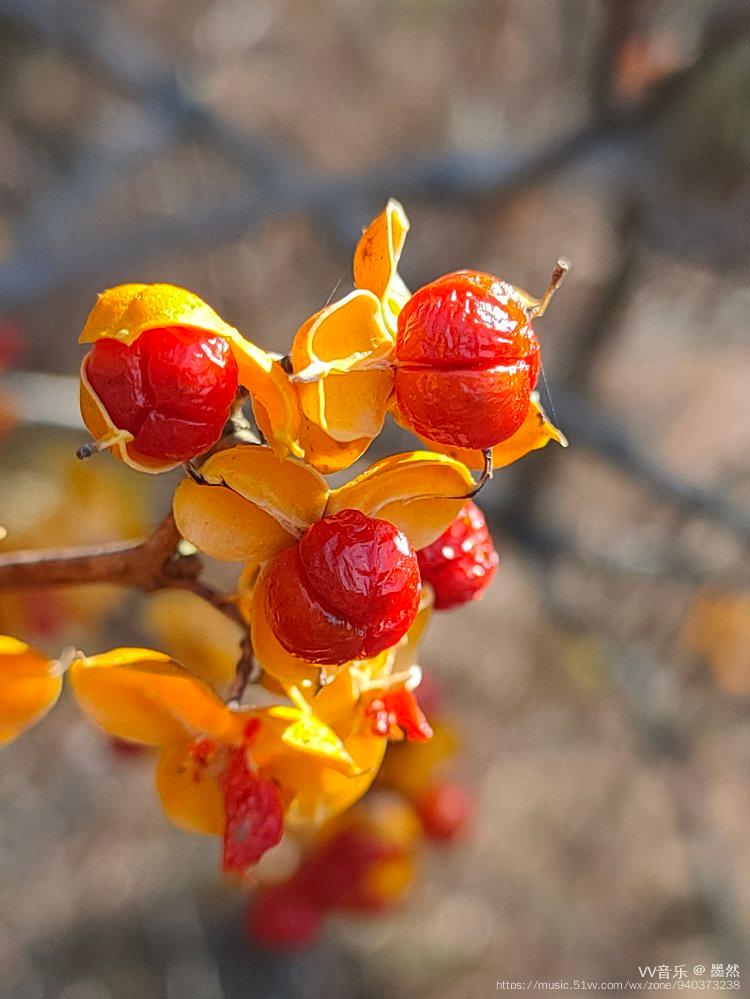 艳丽芳影南蛇藤原创首发