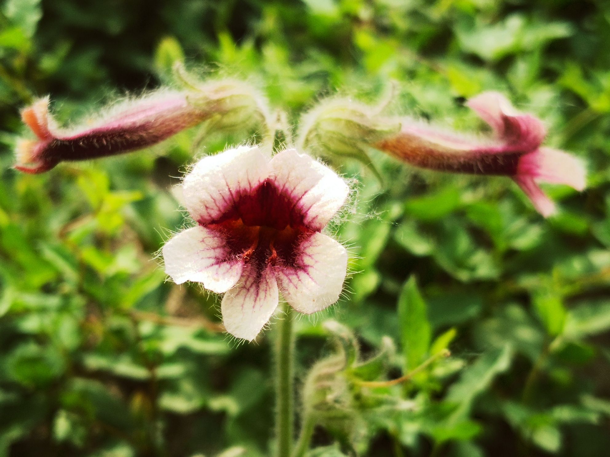【原创】手机影像,随遇而拍*排干渠-野生地黄 花语 隐藏的恋情 2 3 4