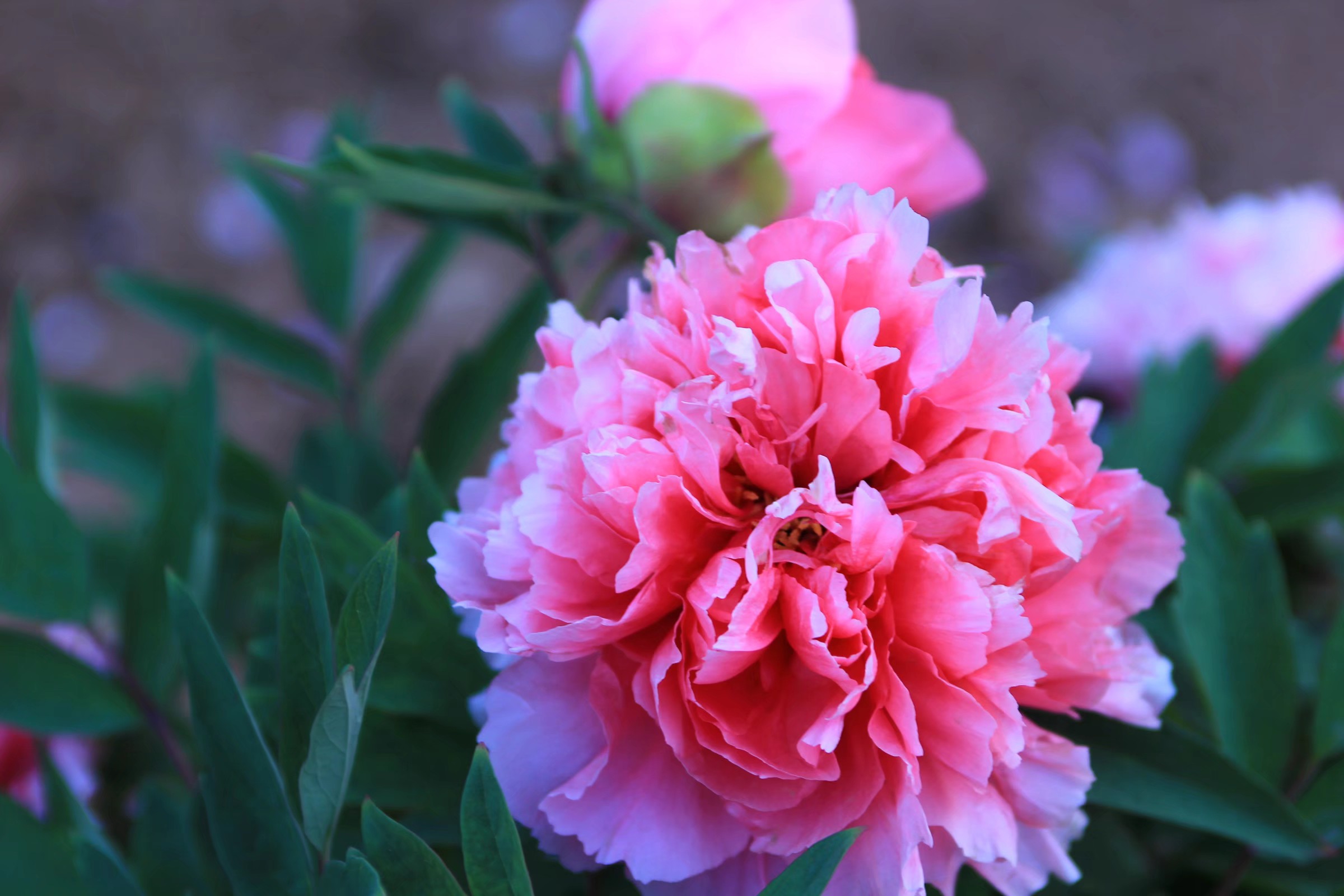 牡丹之红宝石首发