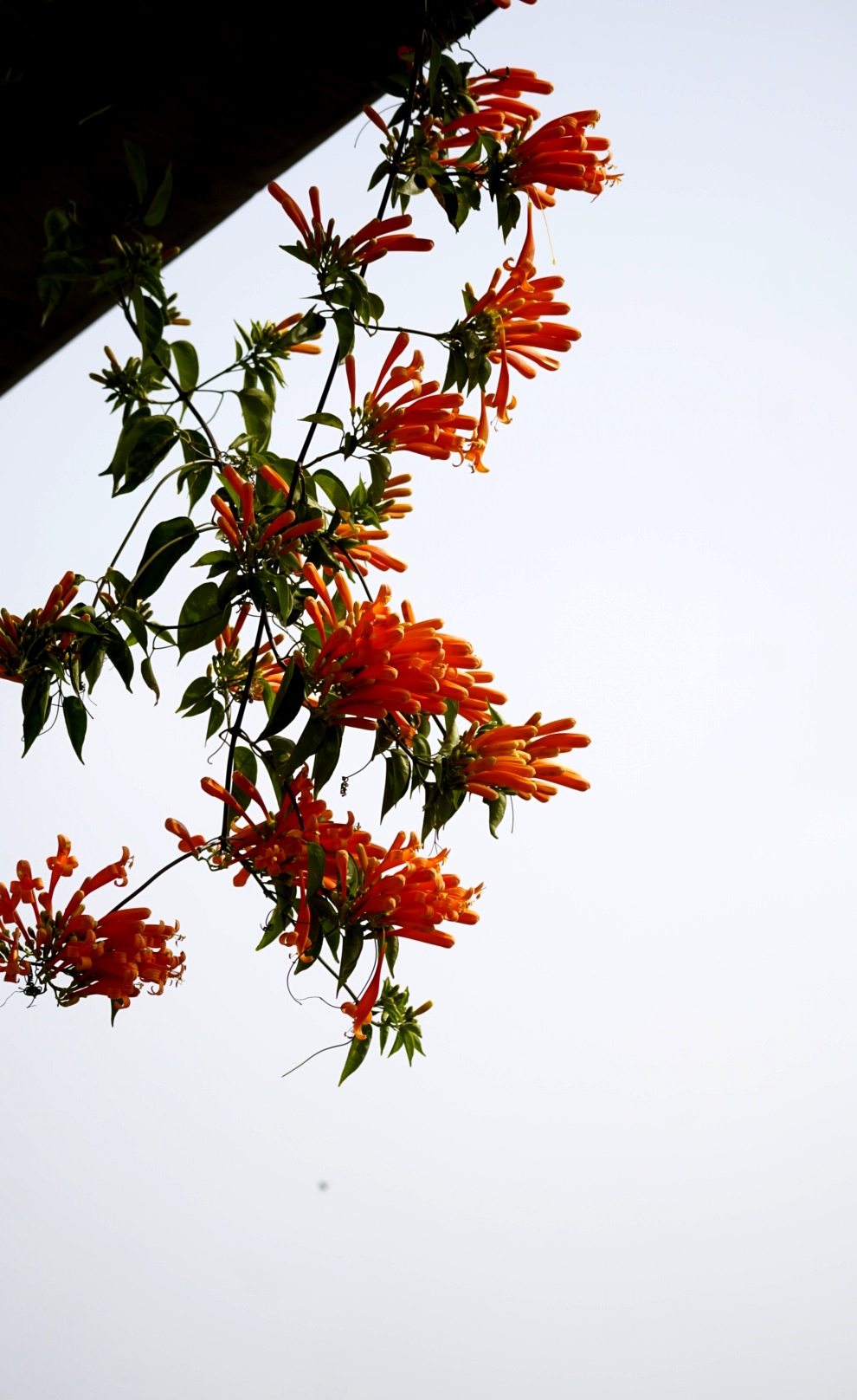 红红火火炮仗花