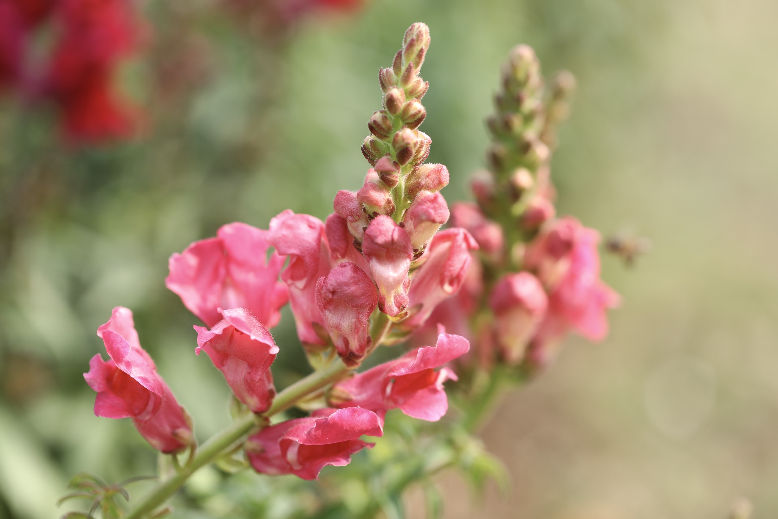 首发粉色金鱼草