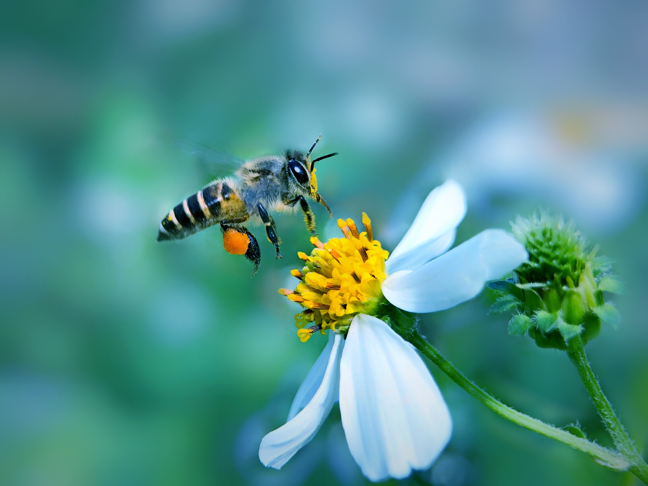 手机微距摄影一周年纪念篇