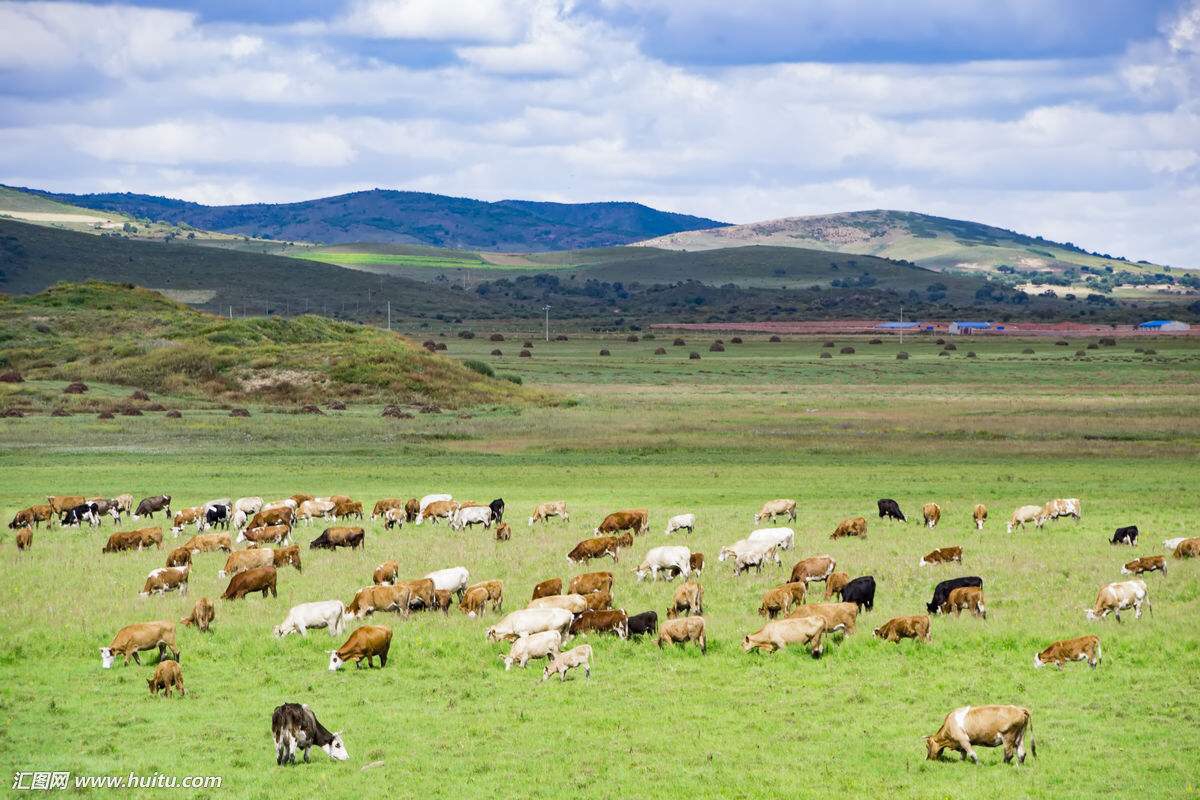 群牛奔跑 原创 图片来源网络