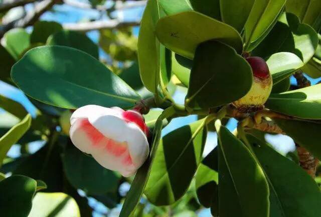 水果都吃过,但这些水果开花你见过吗?