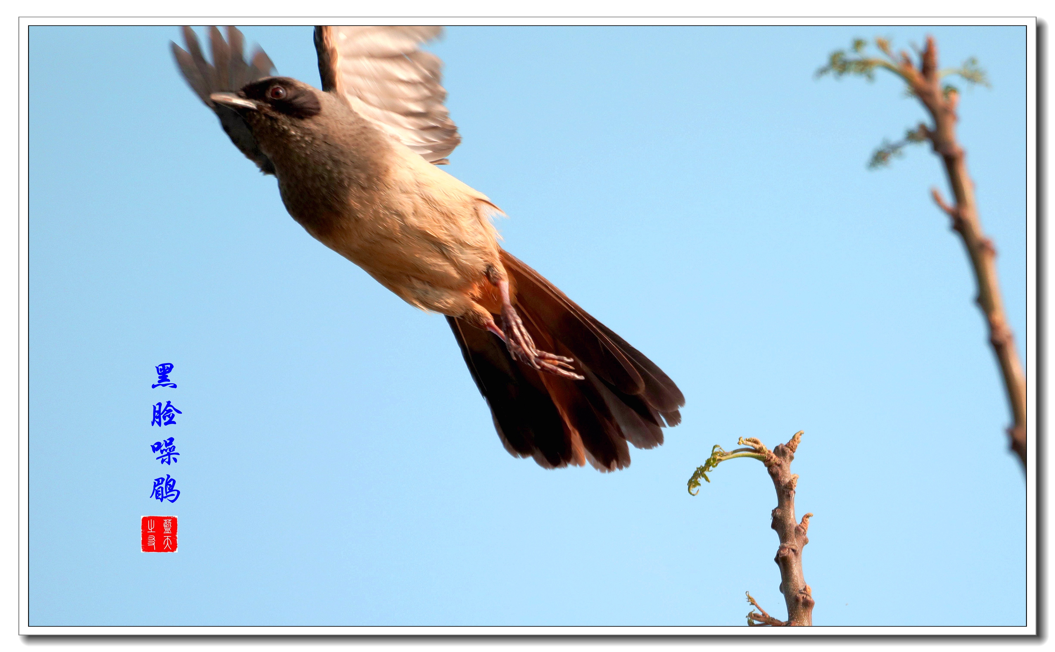 戴黑眼镜的土画眉