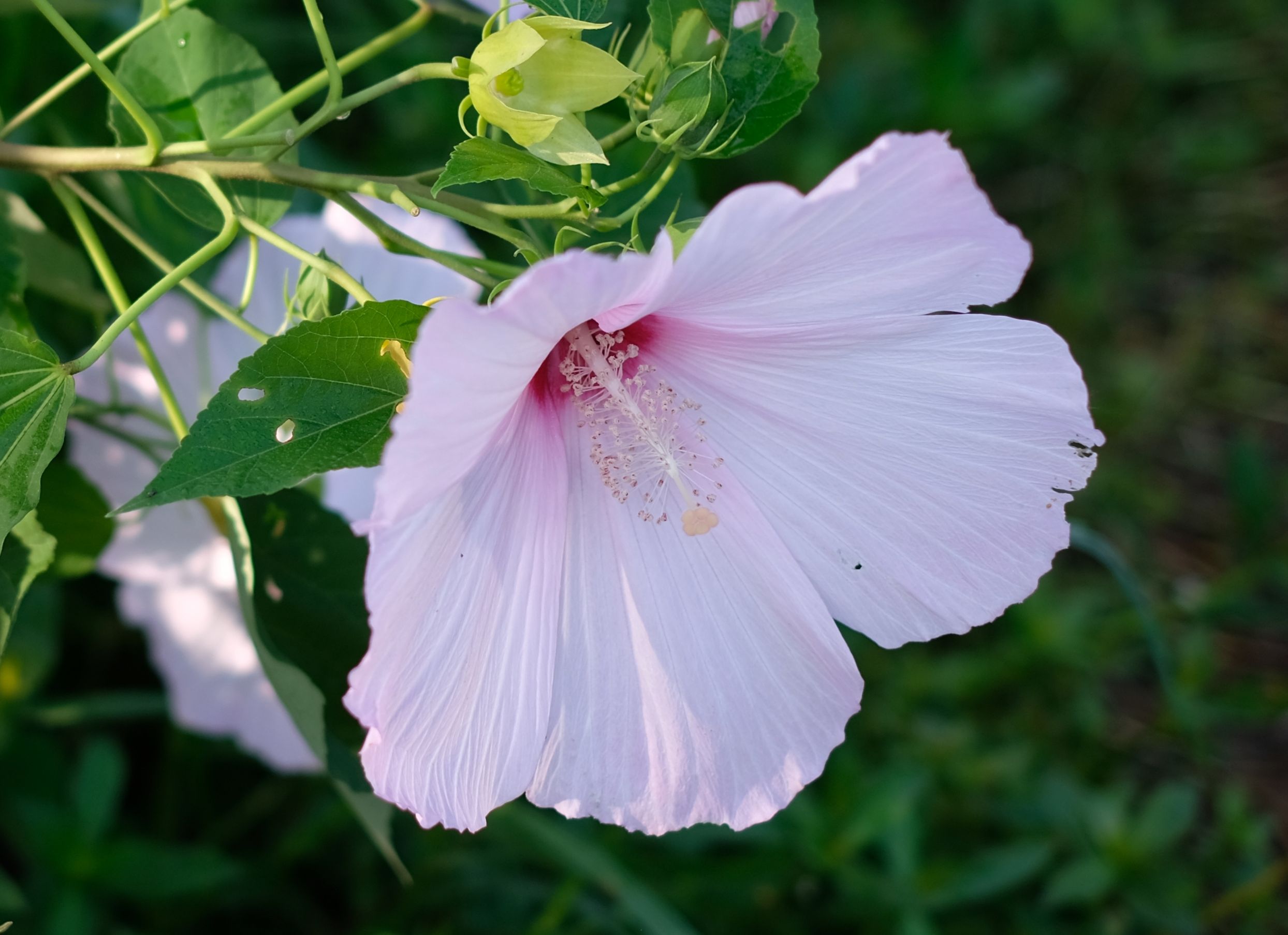 雨后拍*芙蓉葵花