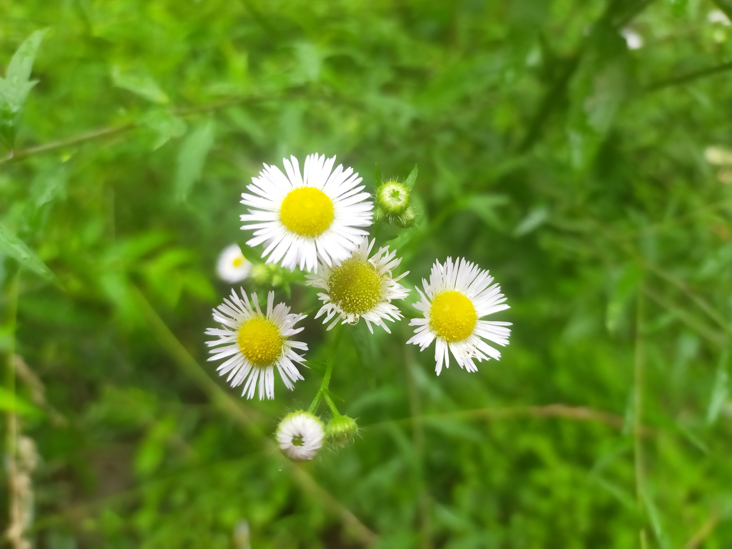 素雅之花飞蓬【ⅤⅤ首发】