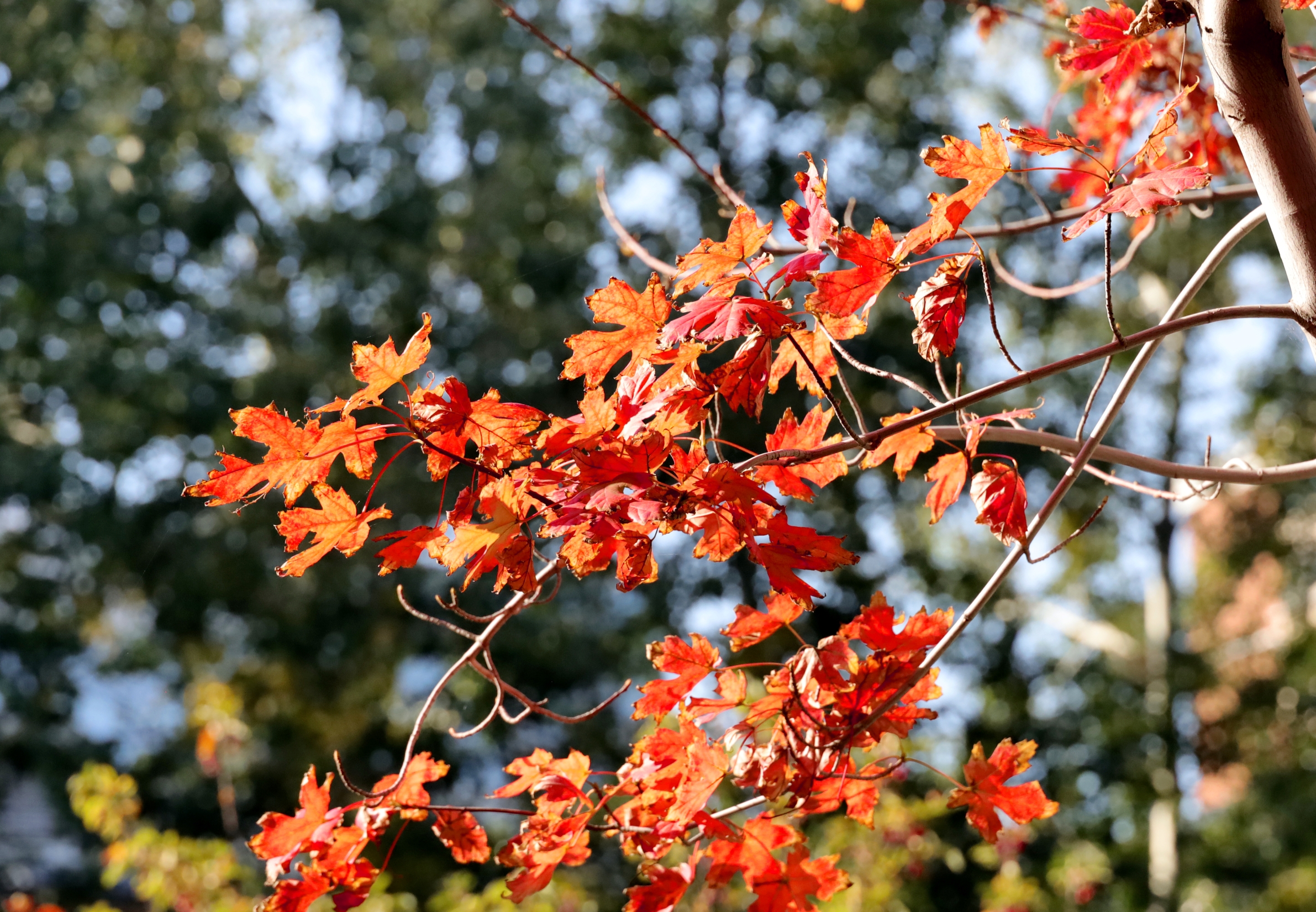 糖槭树叶子红了