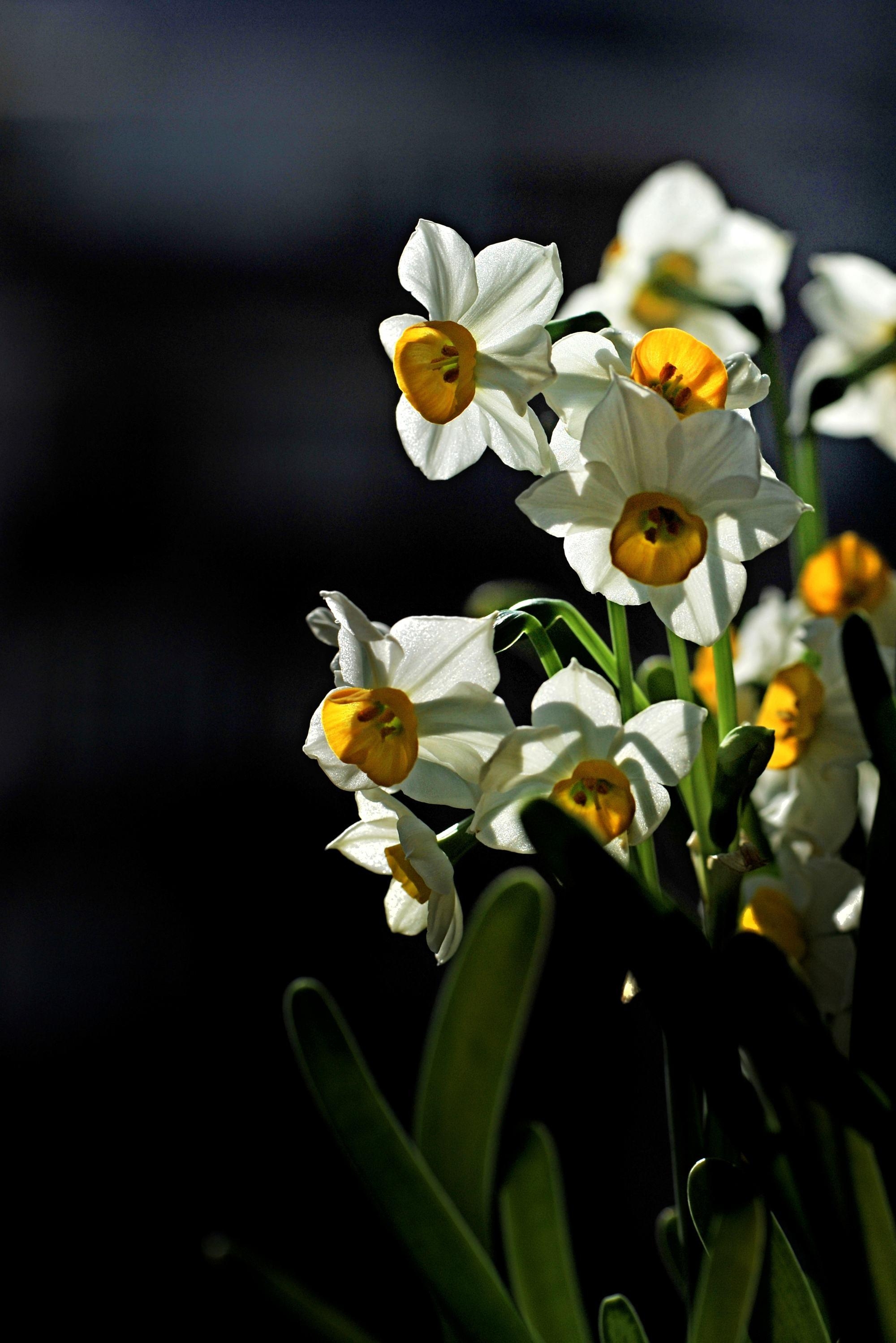冬天,等待水仙花开