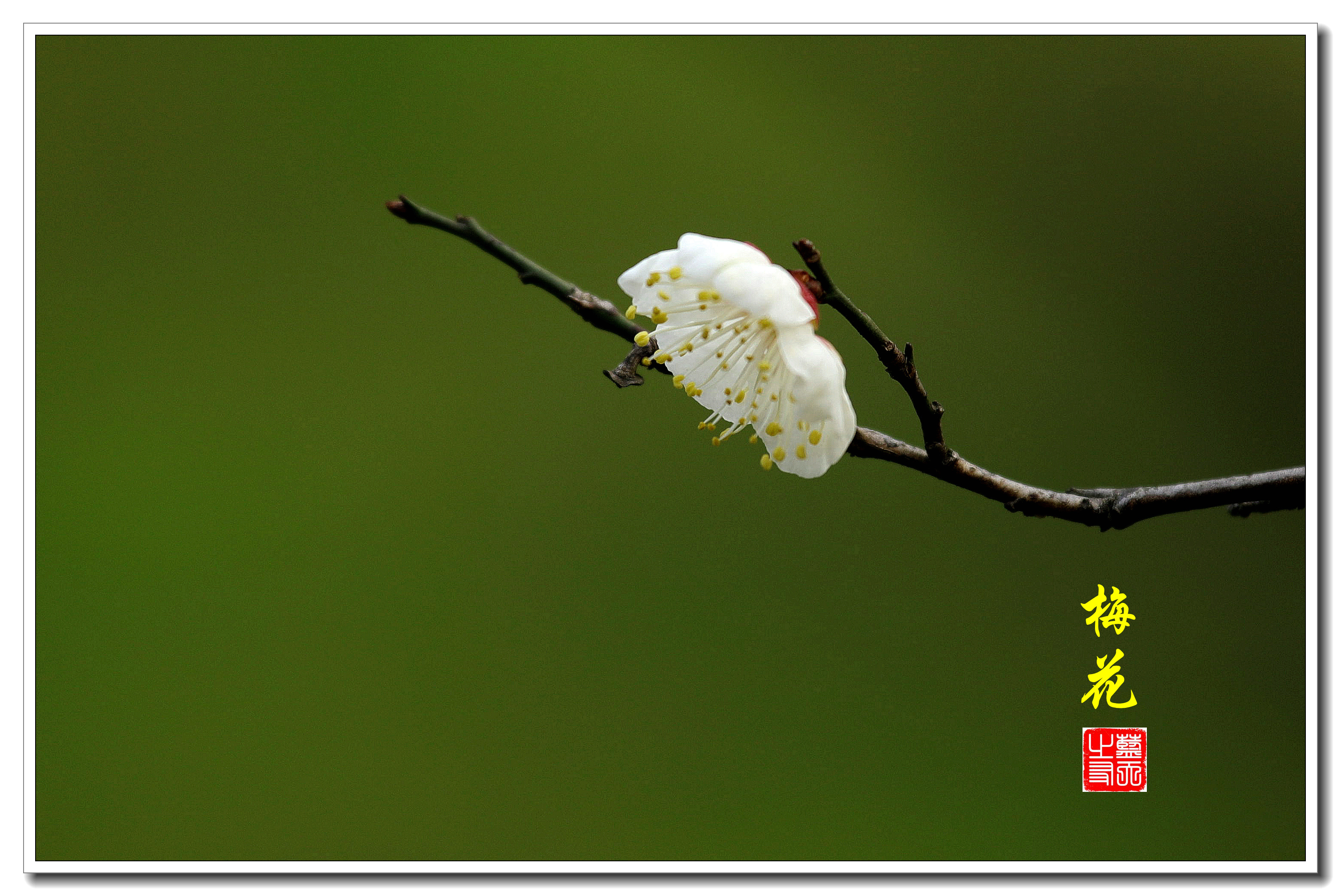 【首发】一枝寒梅诱人醉