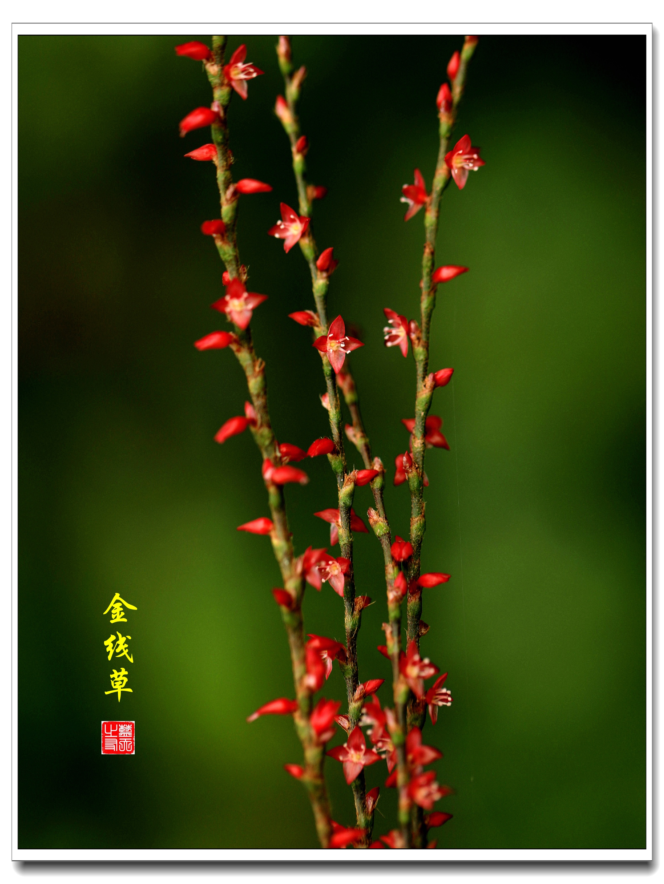 串串红花金线草红红火火迎中秋