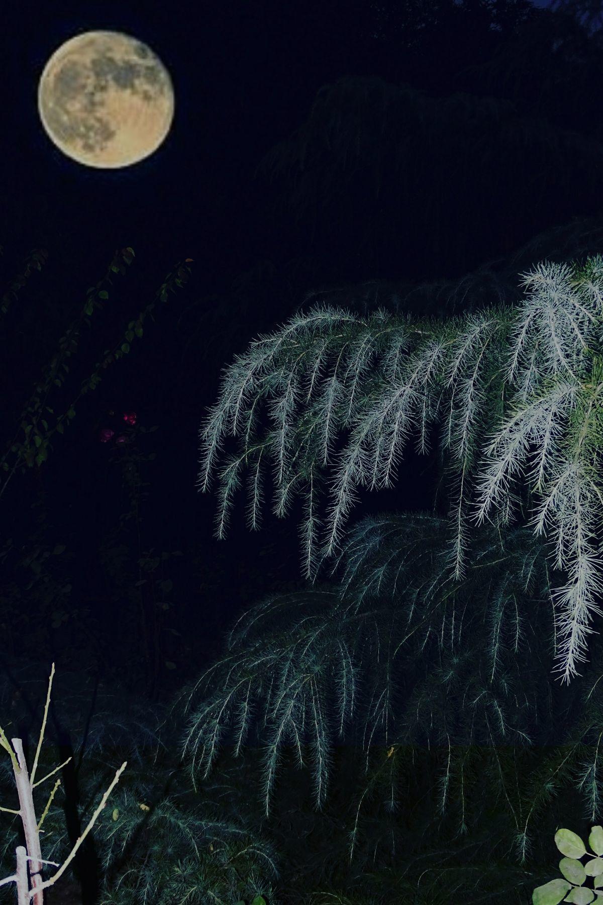 明月松间照的意境图片