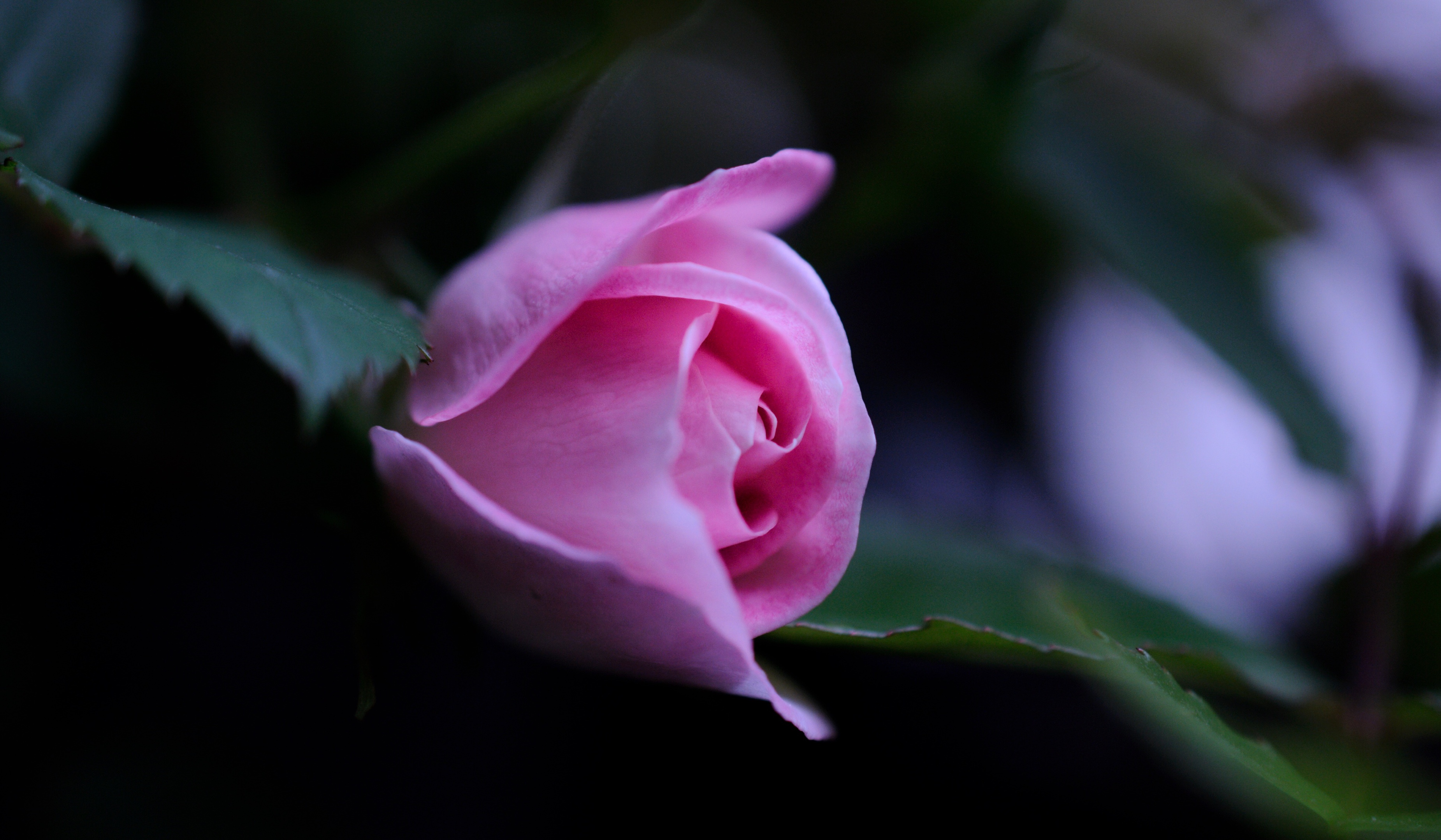 五月.月季的宣告