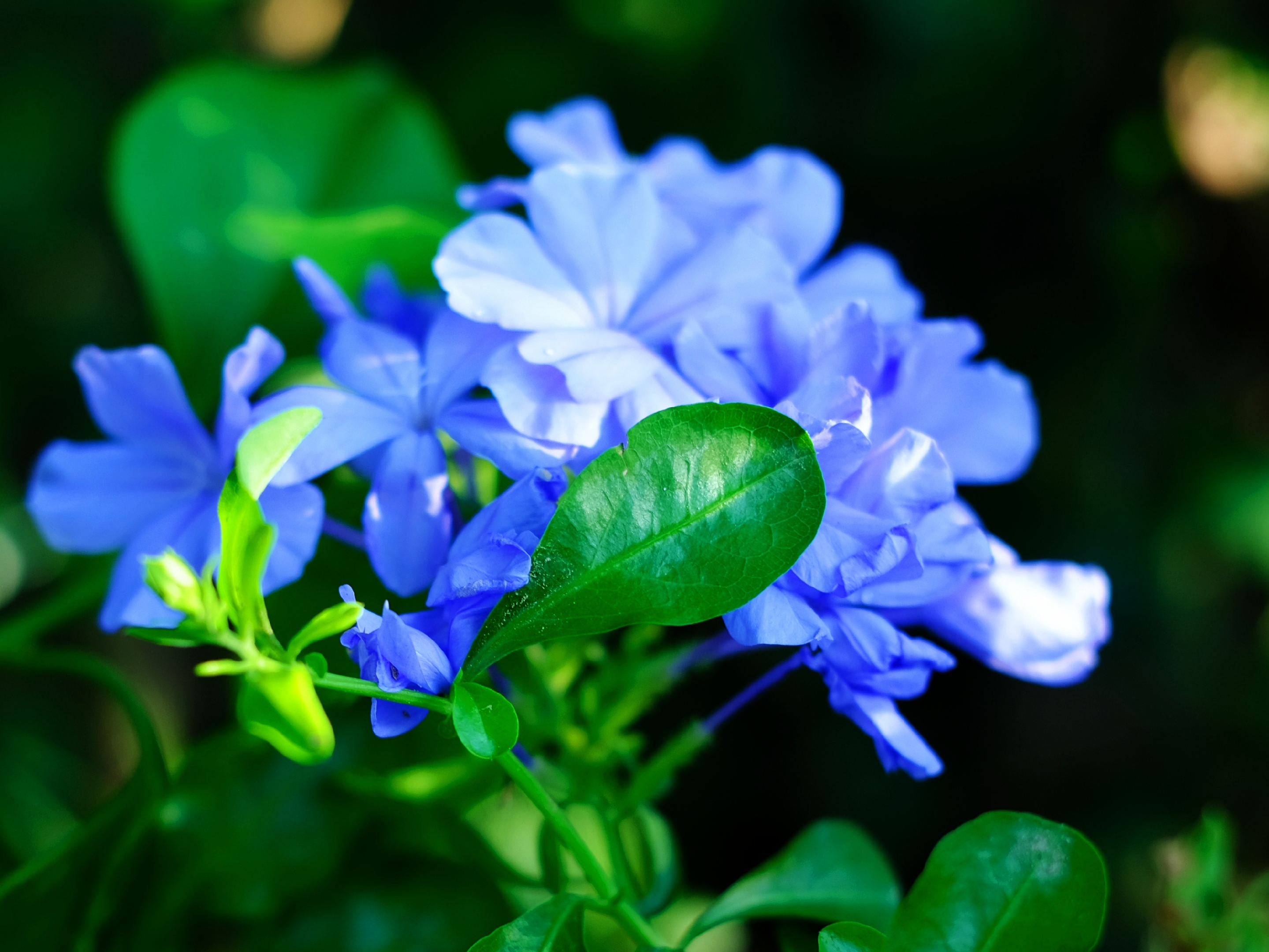 色彩梦幻蓝花丹