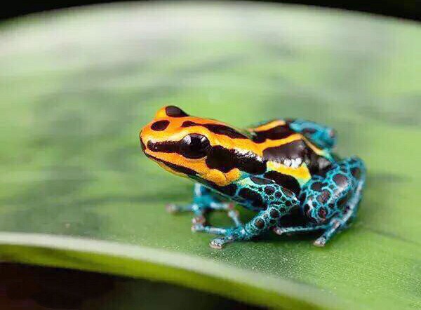 巴西亚马逊热带雨林
